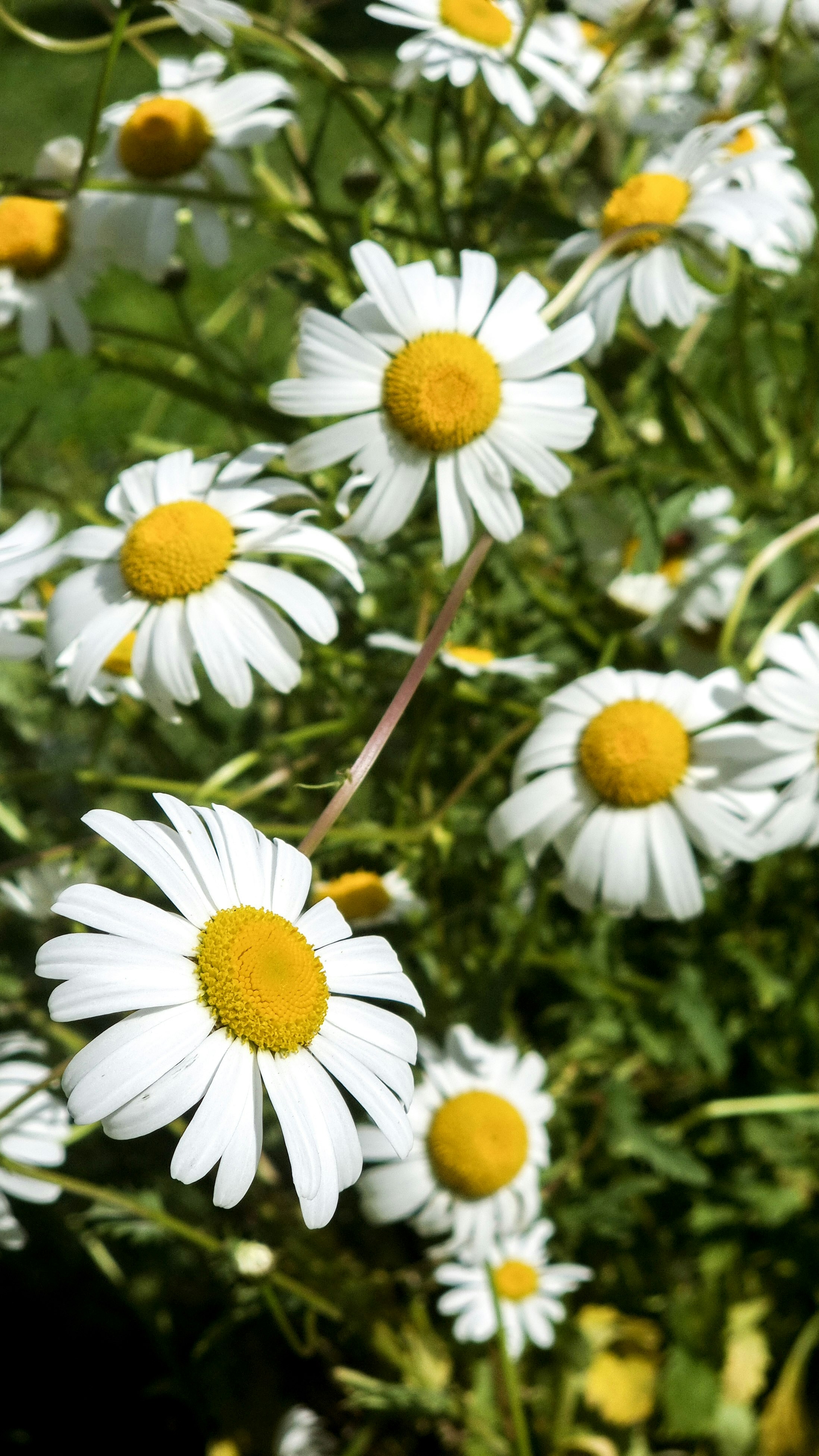 Le margherite bianche fioriscono in un campo soleggiato.