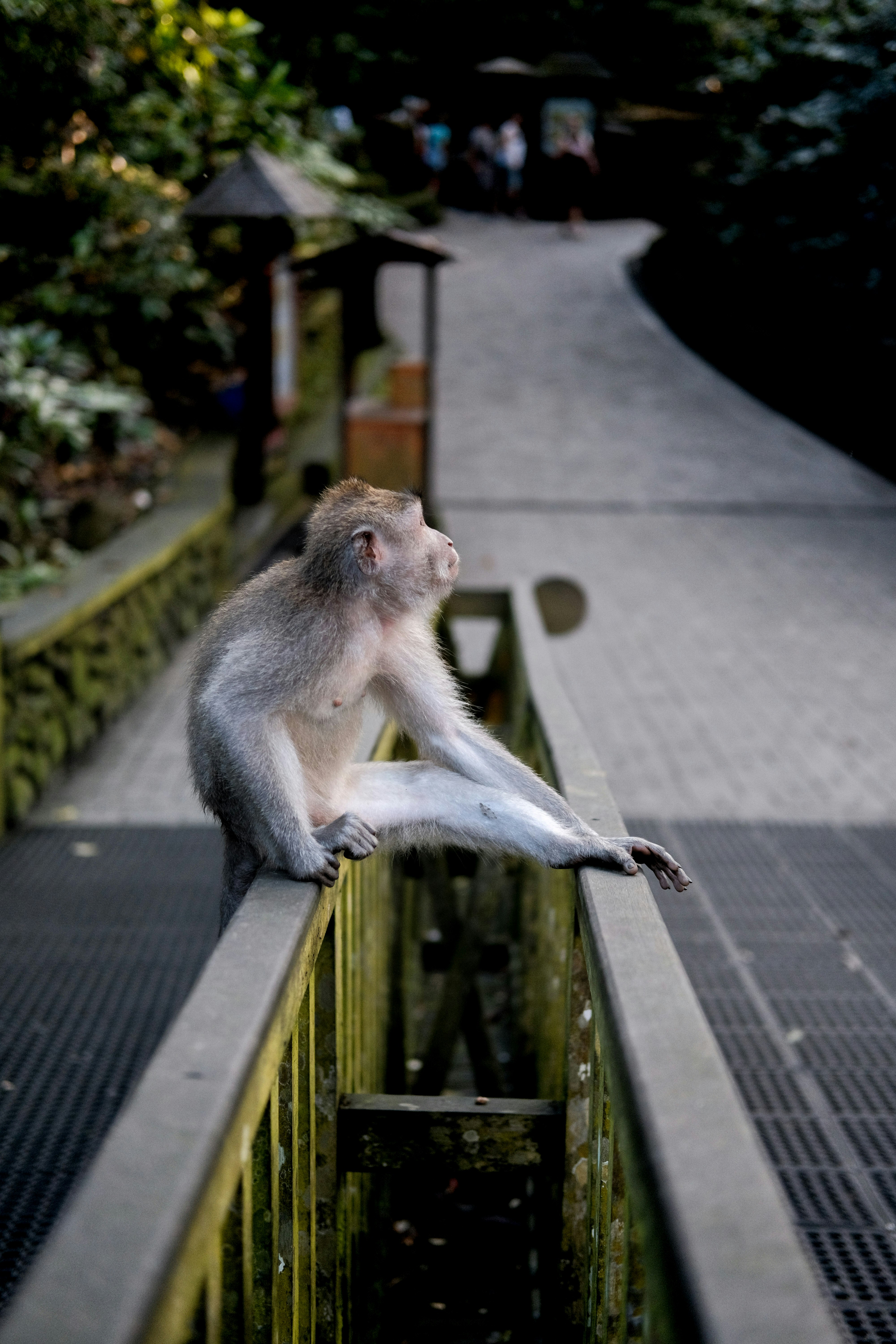 Una scimmia si siede su una ringhiera.