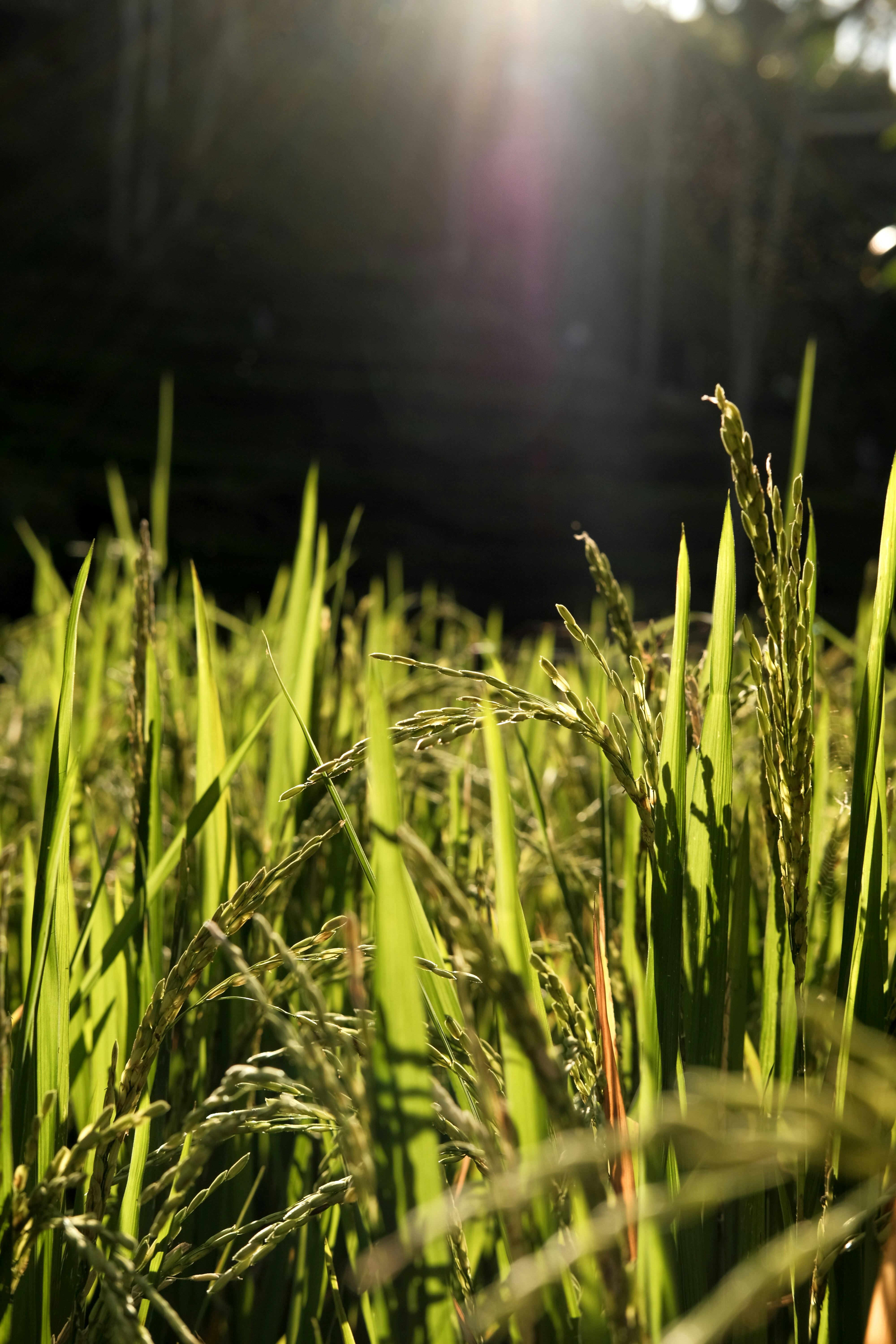 La luce del sole splende su un campo di riso.