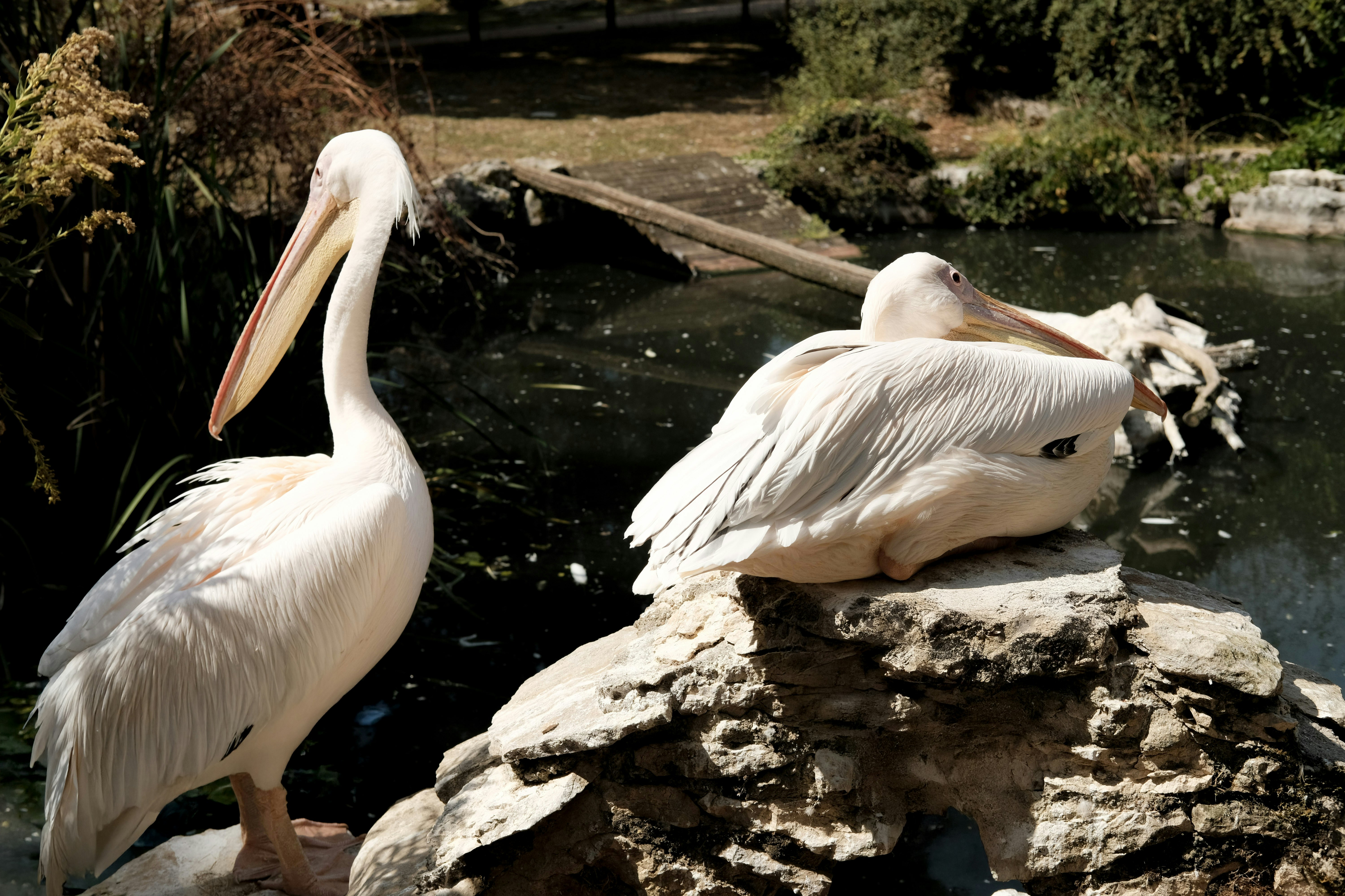 Due pellicani bianchi stanno riposando vicino all'acqua.