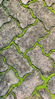 Green moss grows between stone pavers.