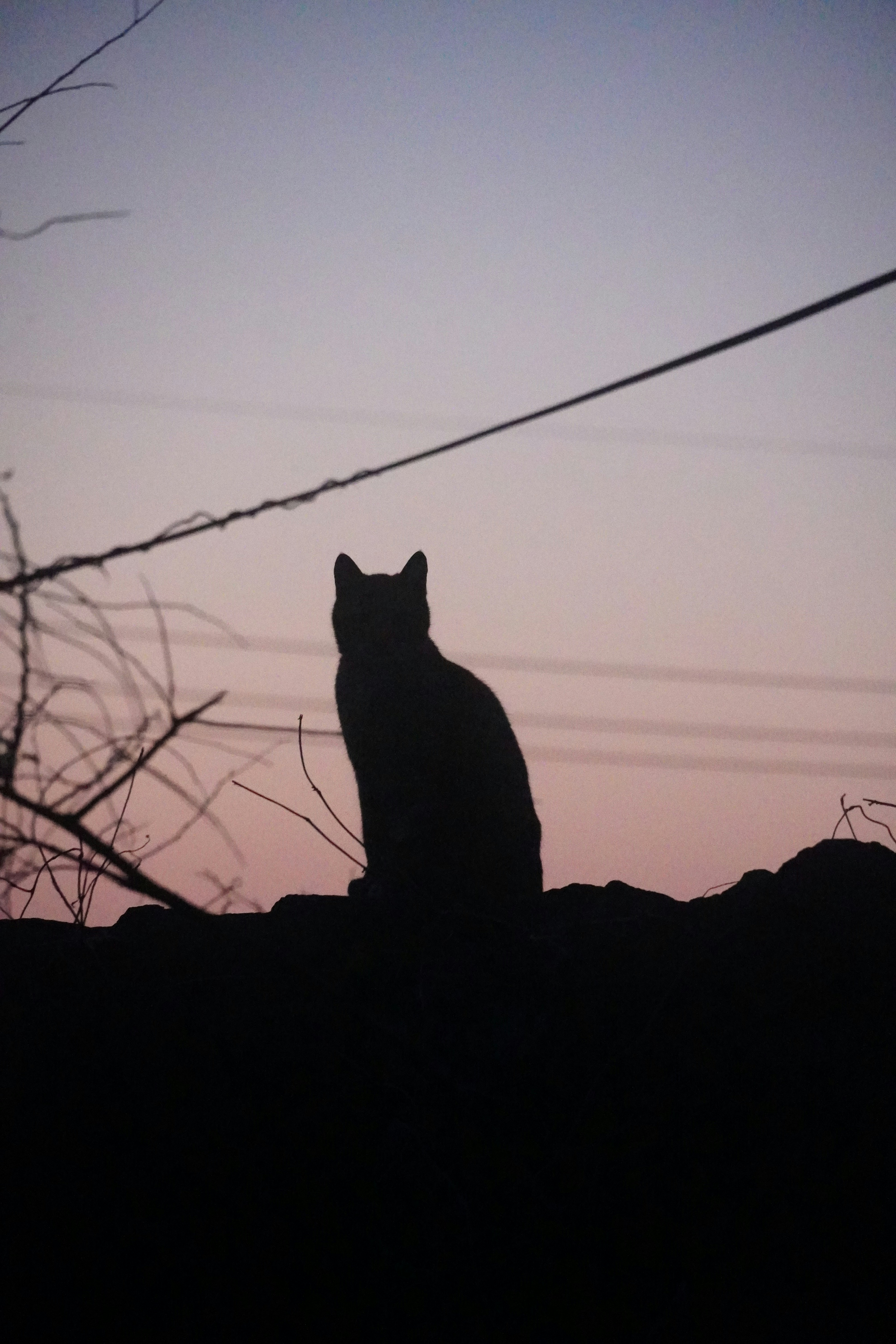 The Twilight Activity Peak (image credits: unsplash)