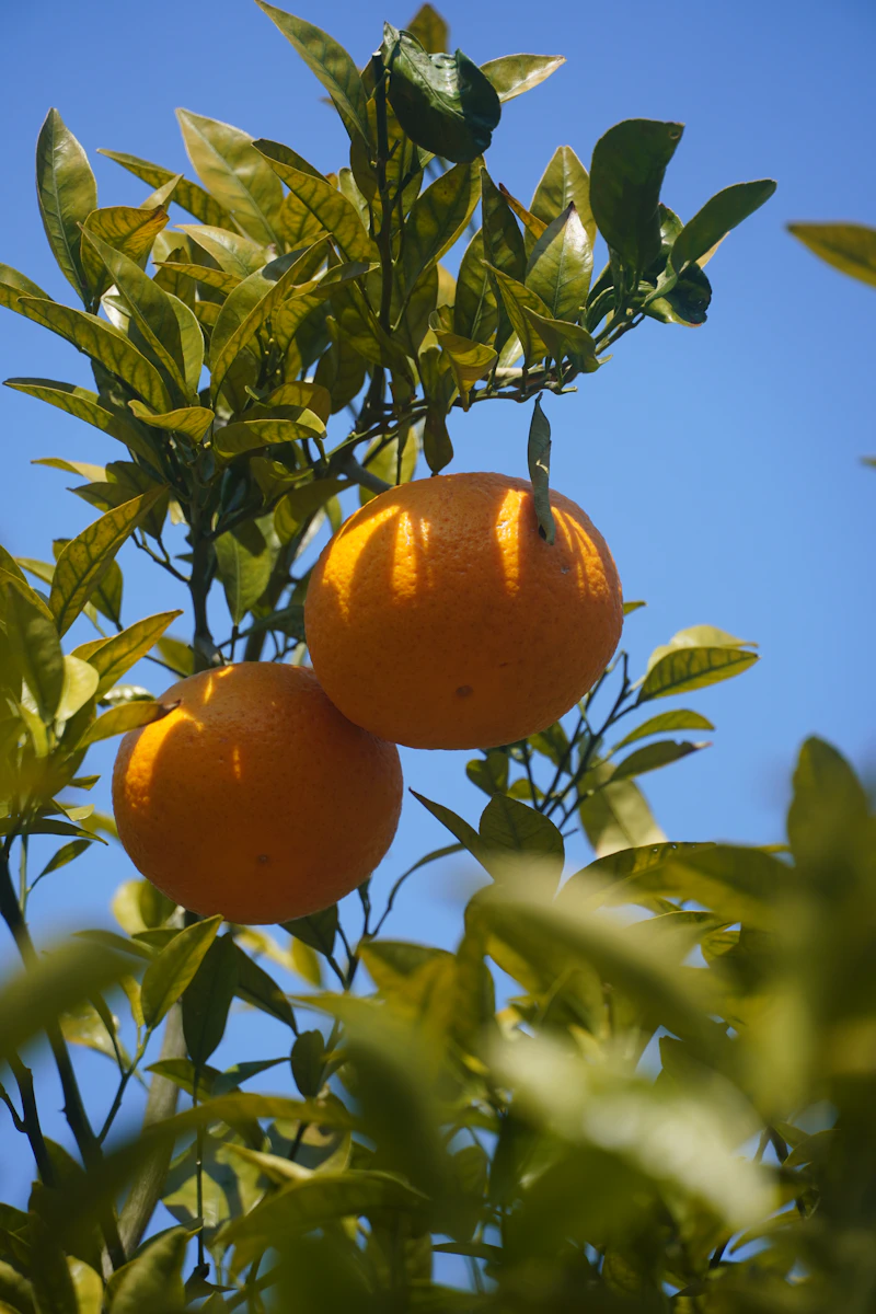 Fresh Jeju Island food including tangerines and traditional Korean cuisine