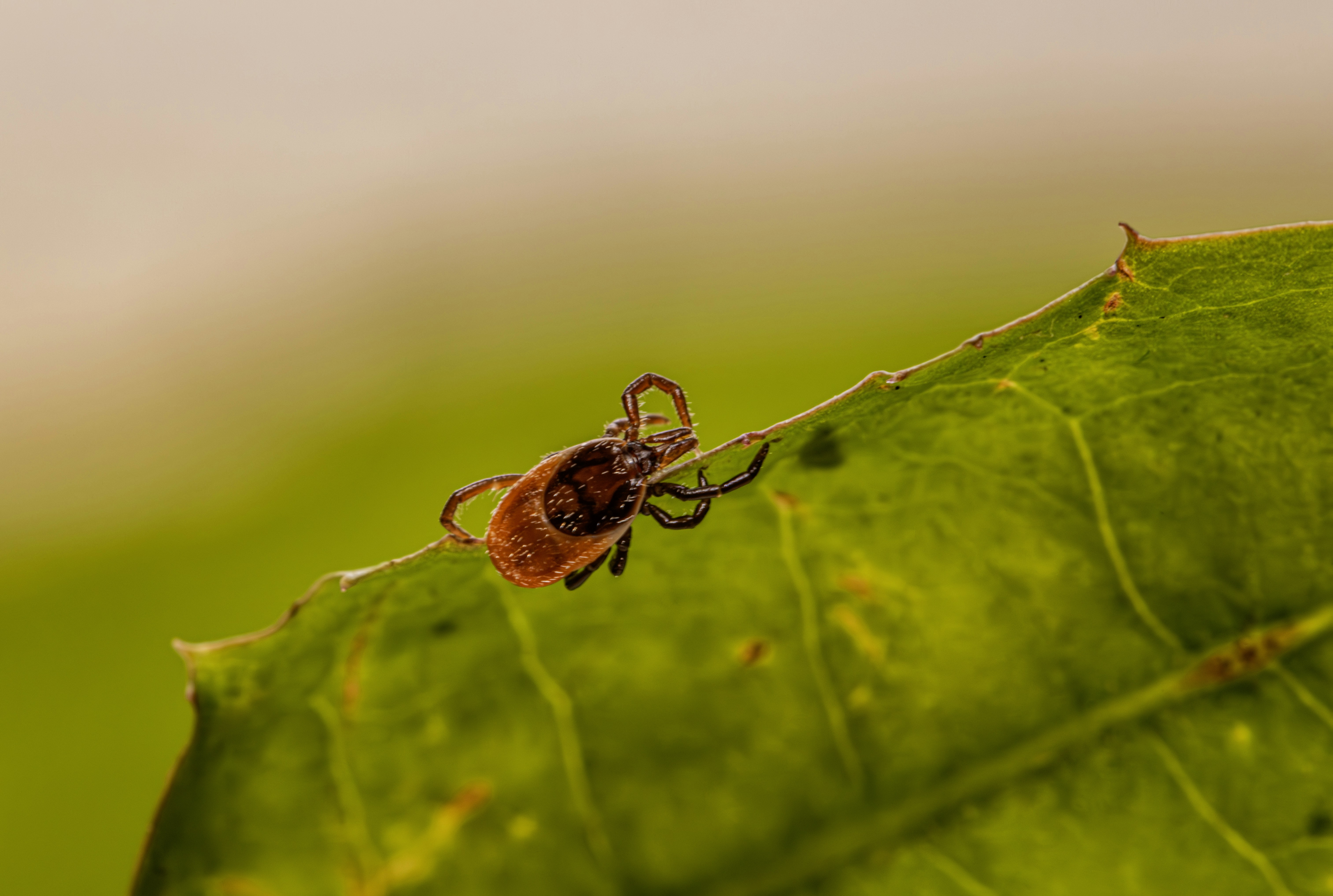 Photo by erik_karits