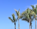 Palm trees stand tall against a blue sky.
