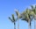 Palm trees stand tall against a blue sky.