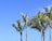 Palm trees stand tall against a blue sky.