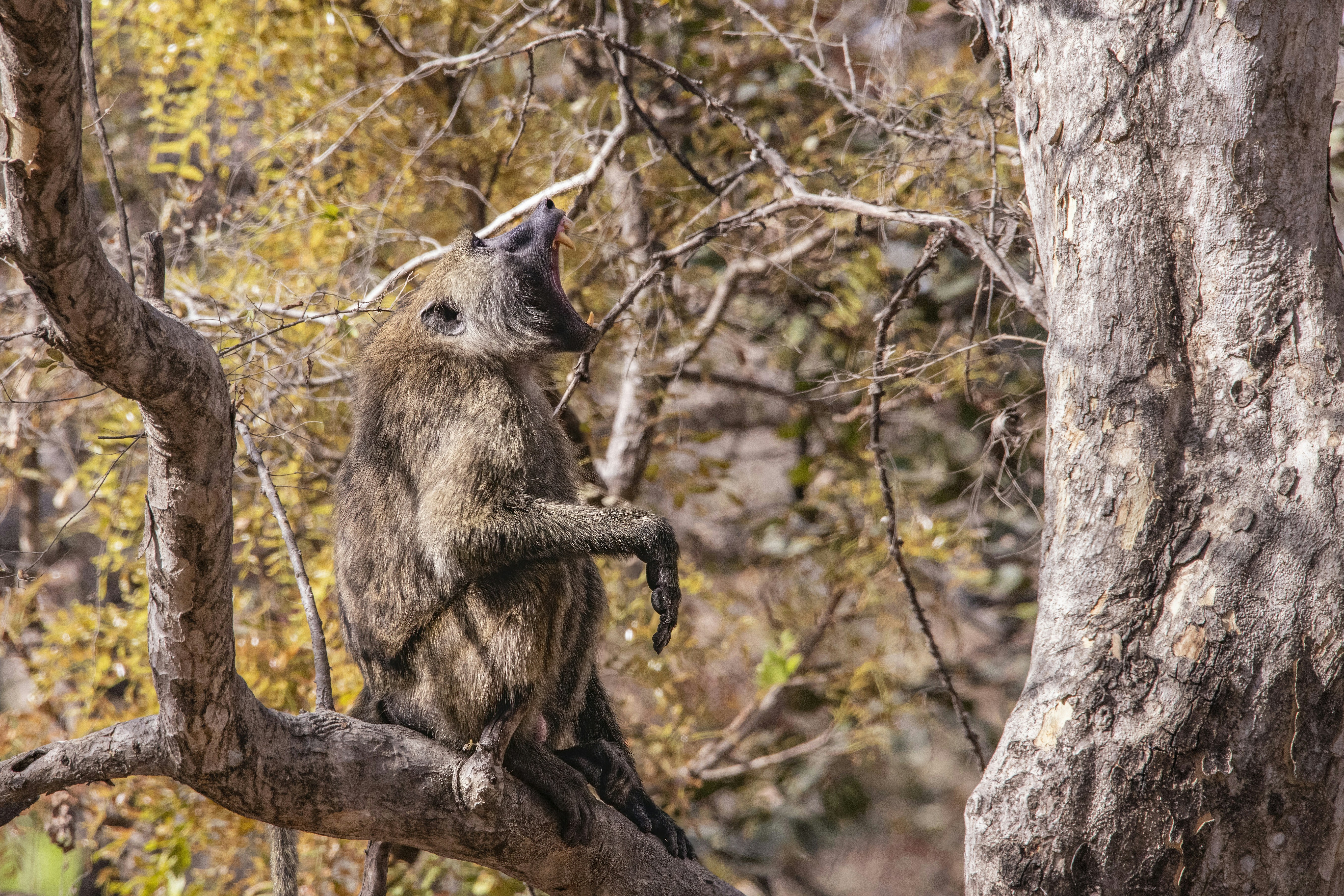 A baboon sits perched in a tree.