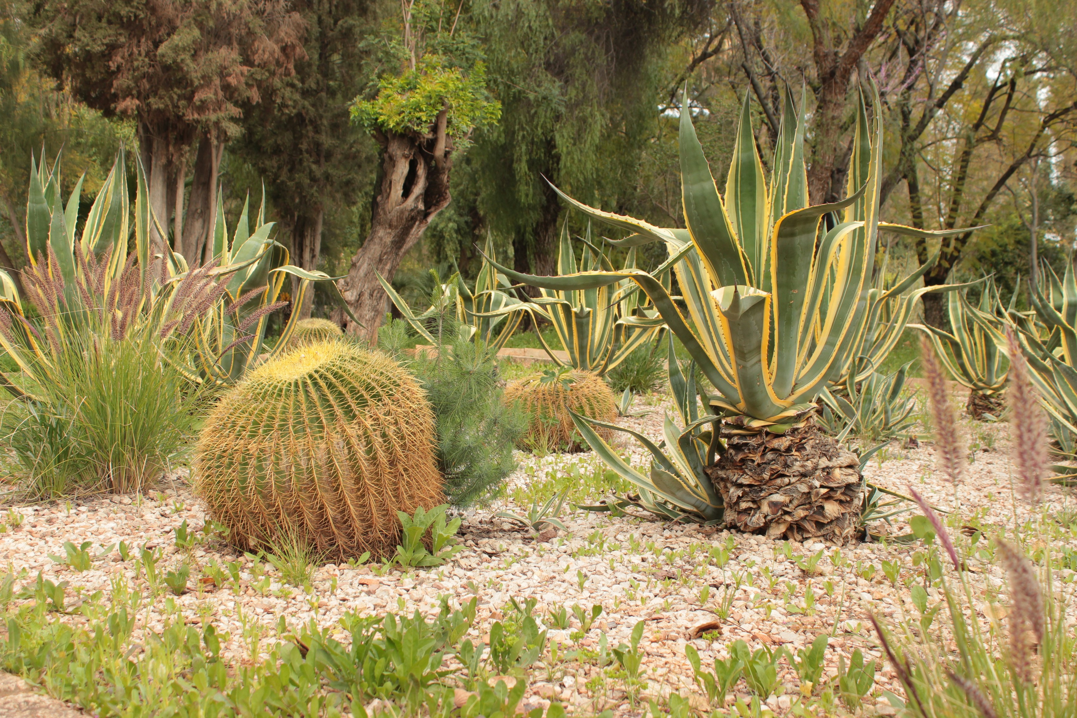 beautiful gravel garden with drought-tolerant plants - low maintenance hardscape