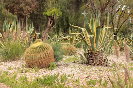 Cacti and succulents in a garden setting.