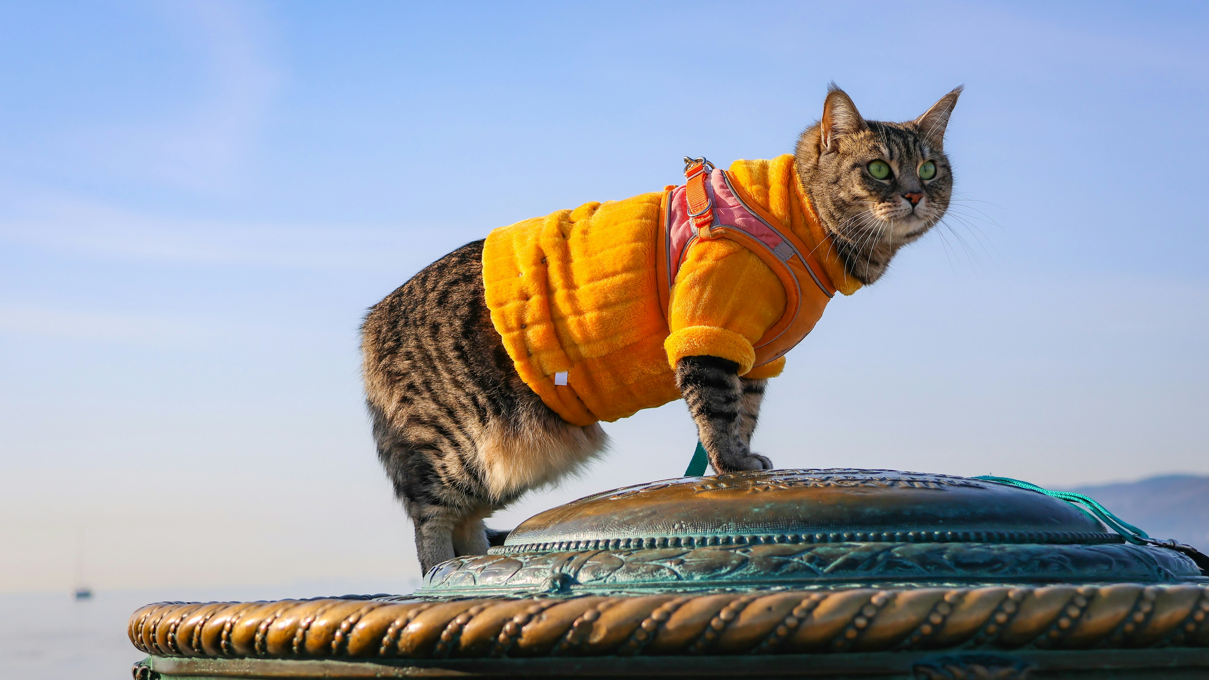 Cat in a jacket posing proudly outdoors.