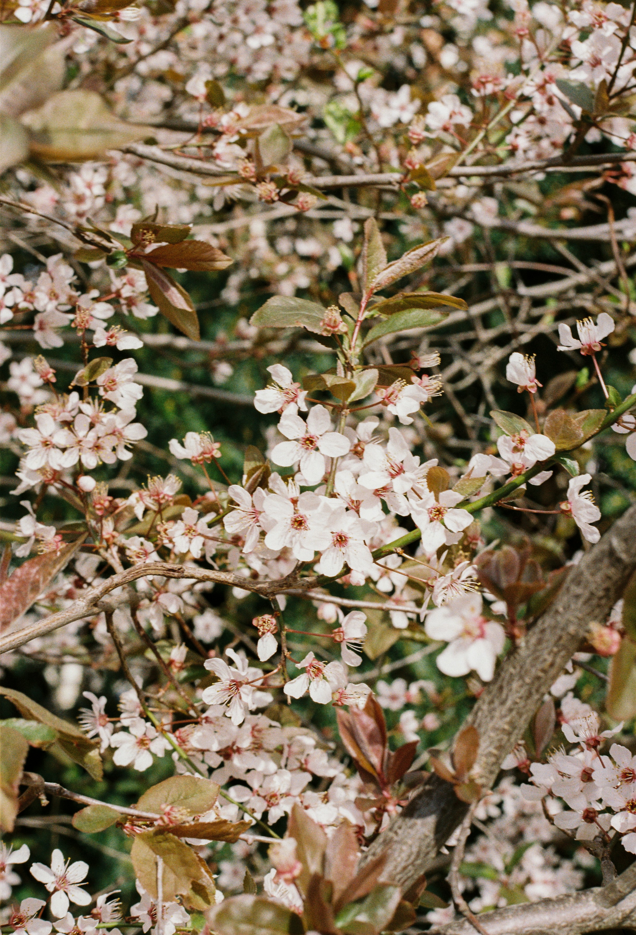 Photo by luca_severin