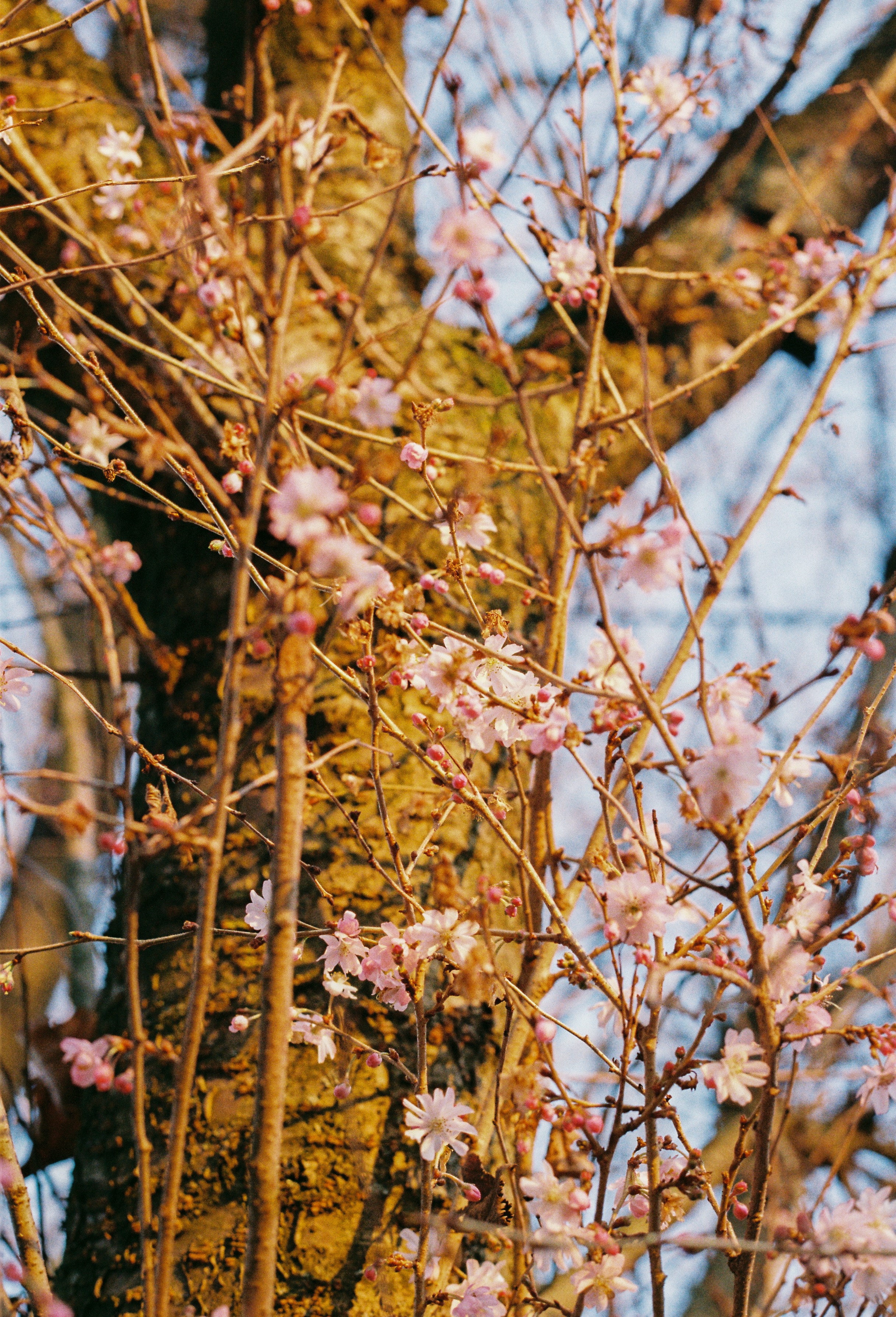 Photo by luca_severin