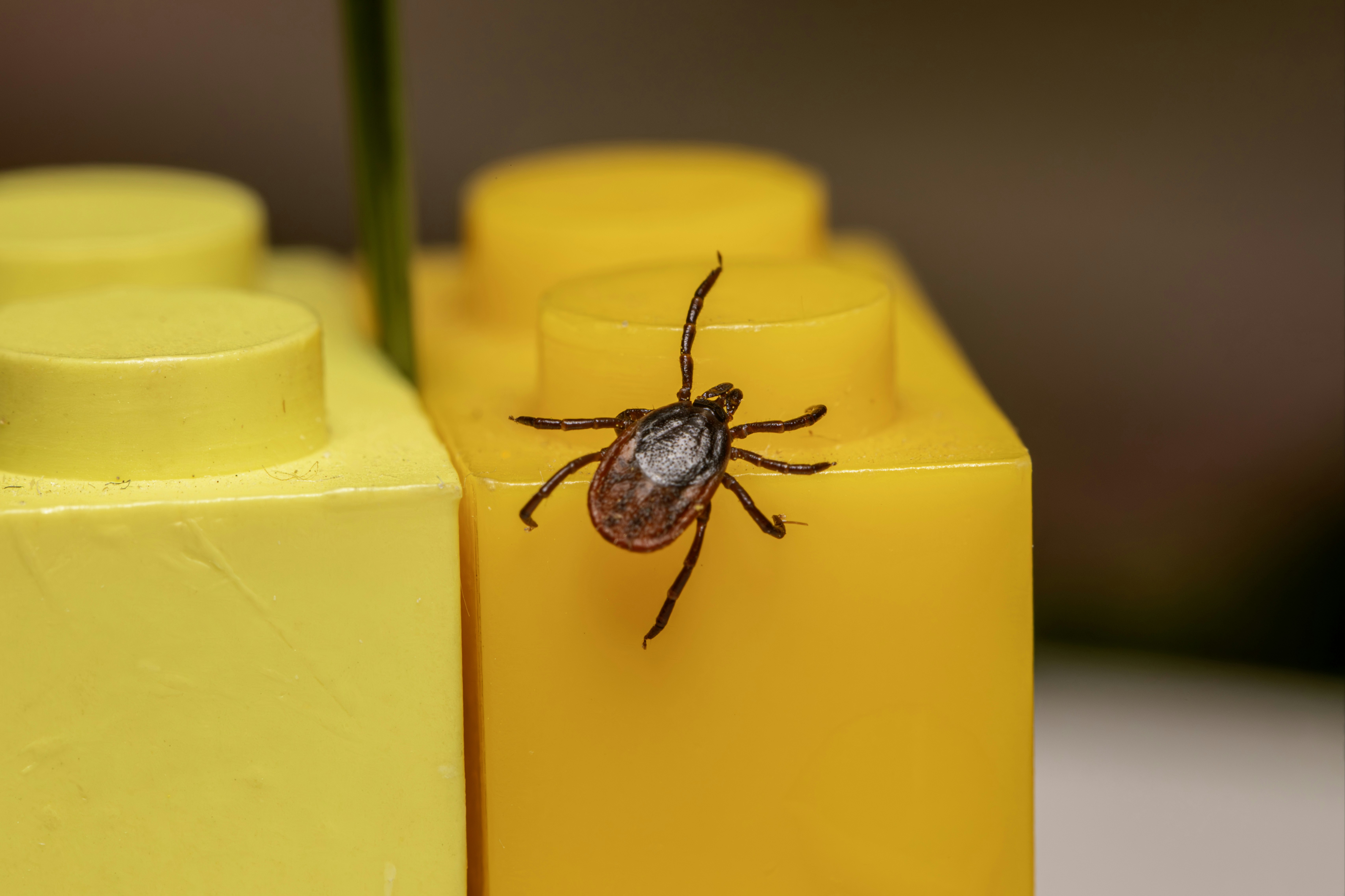 A tick rests on bright yellow building blocks.