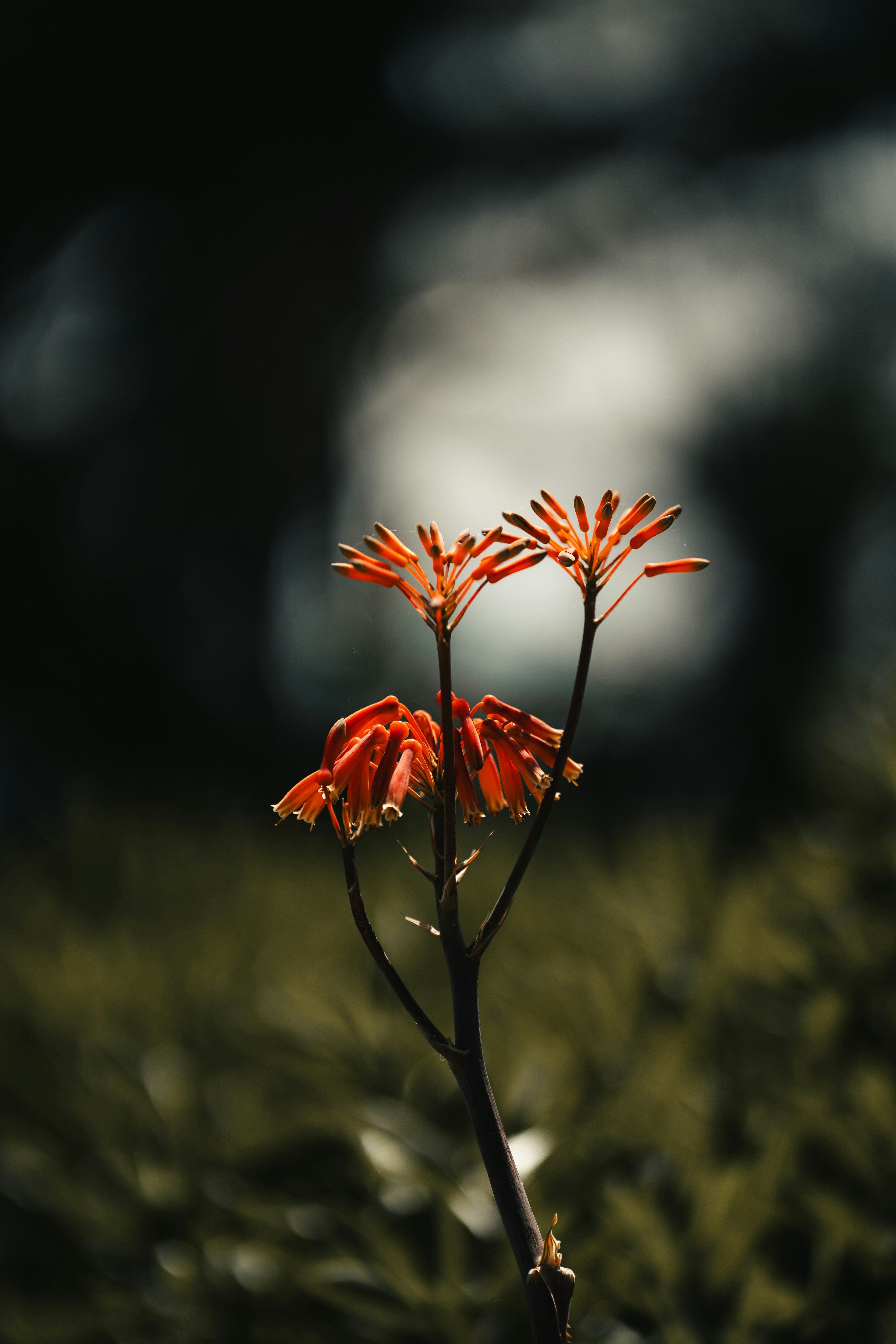 Photo by androwv