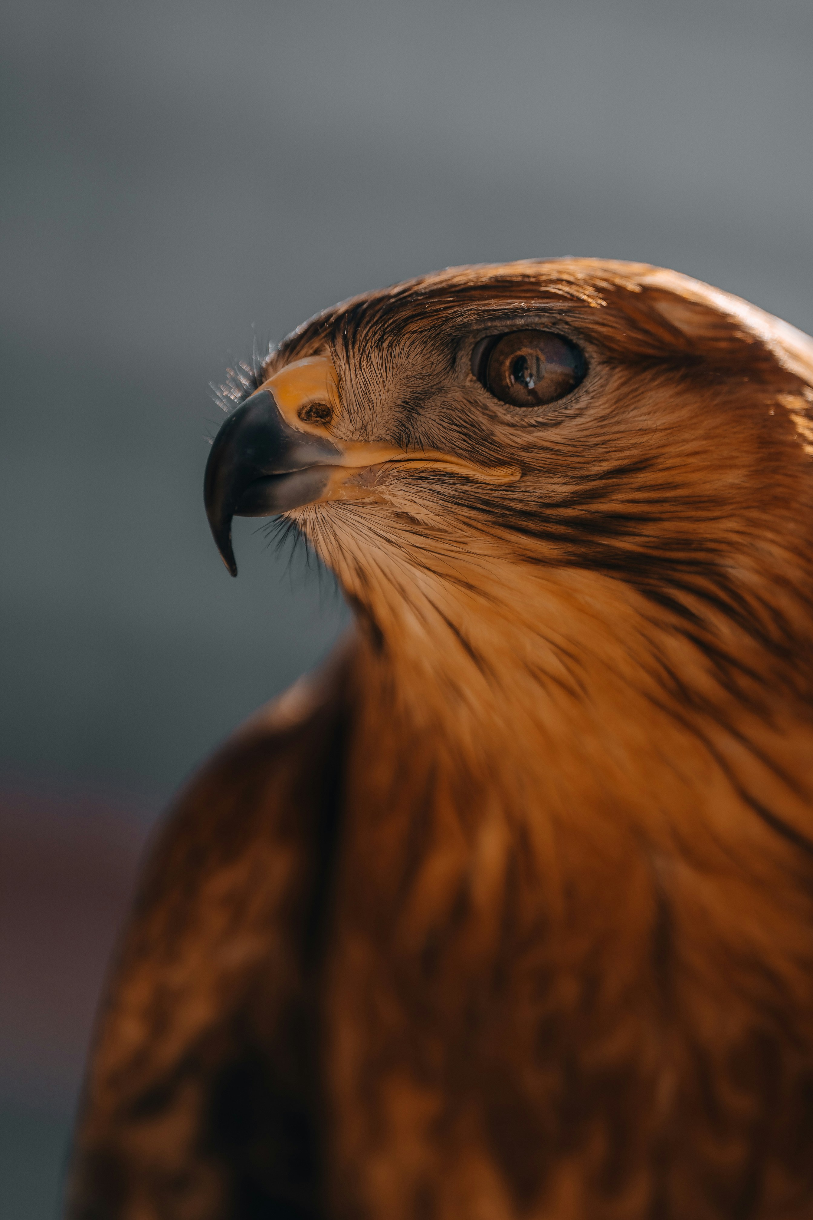 A close-up shot of a fierce eagle.