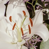 Close-up photo of a white lily flower.