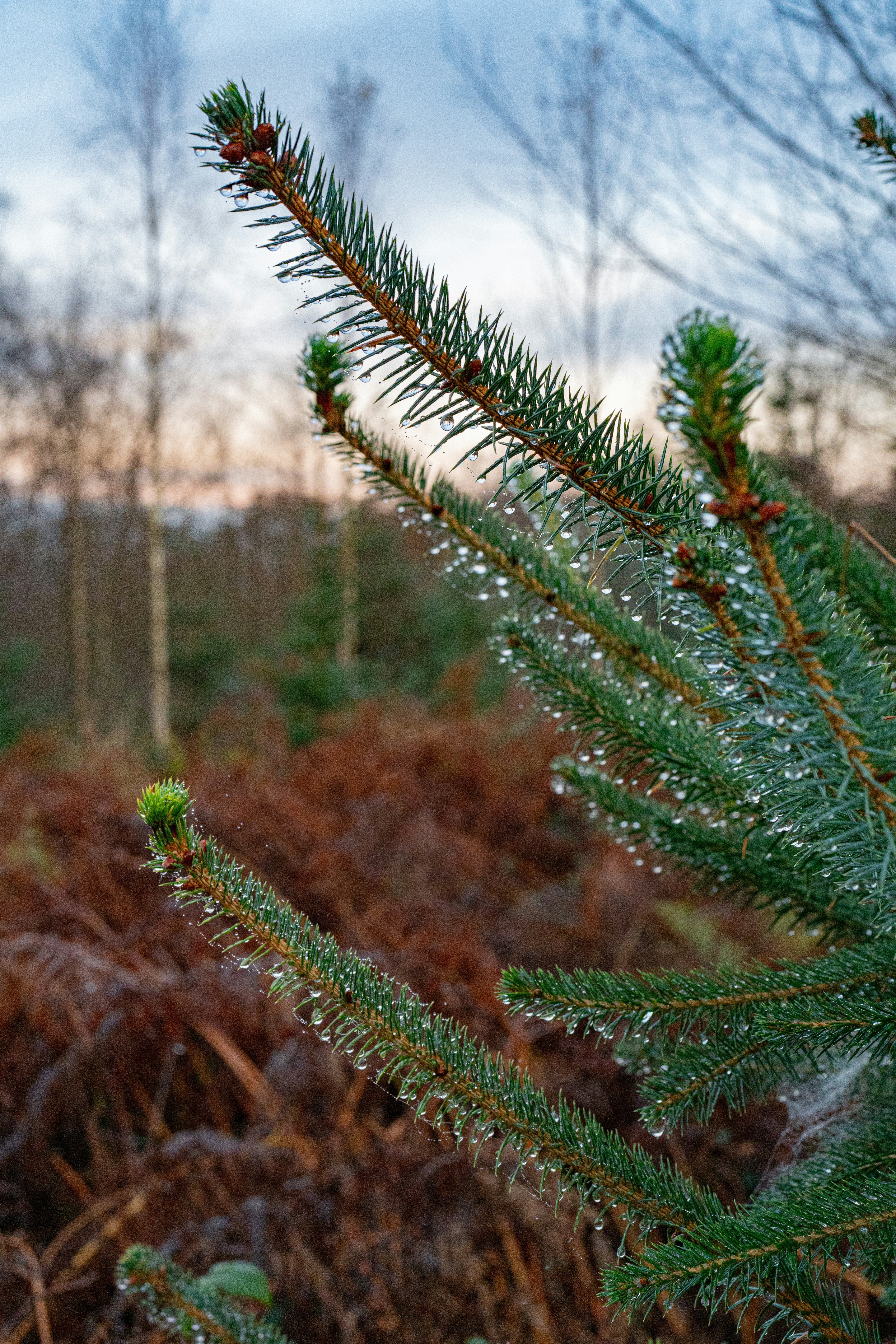 Dew-kissed pine needles sparkle in the morning light.