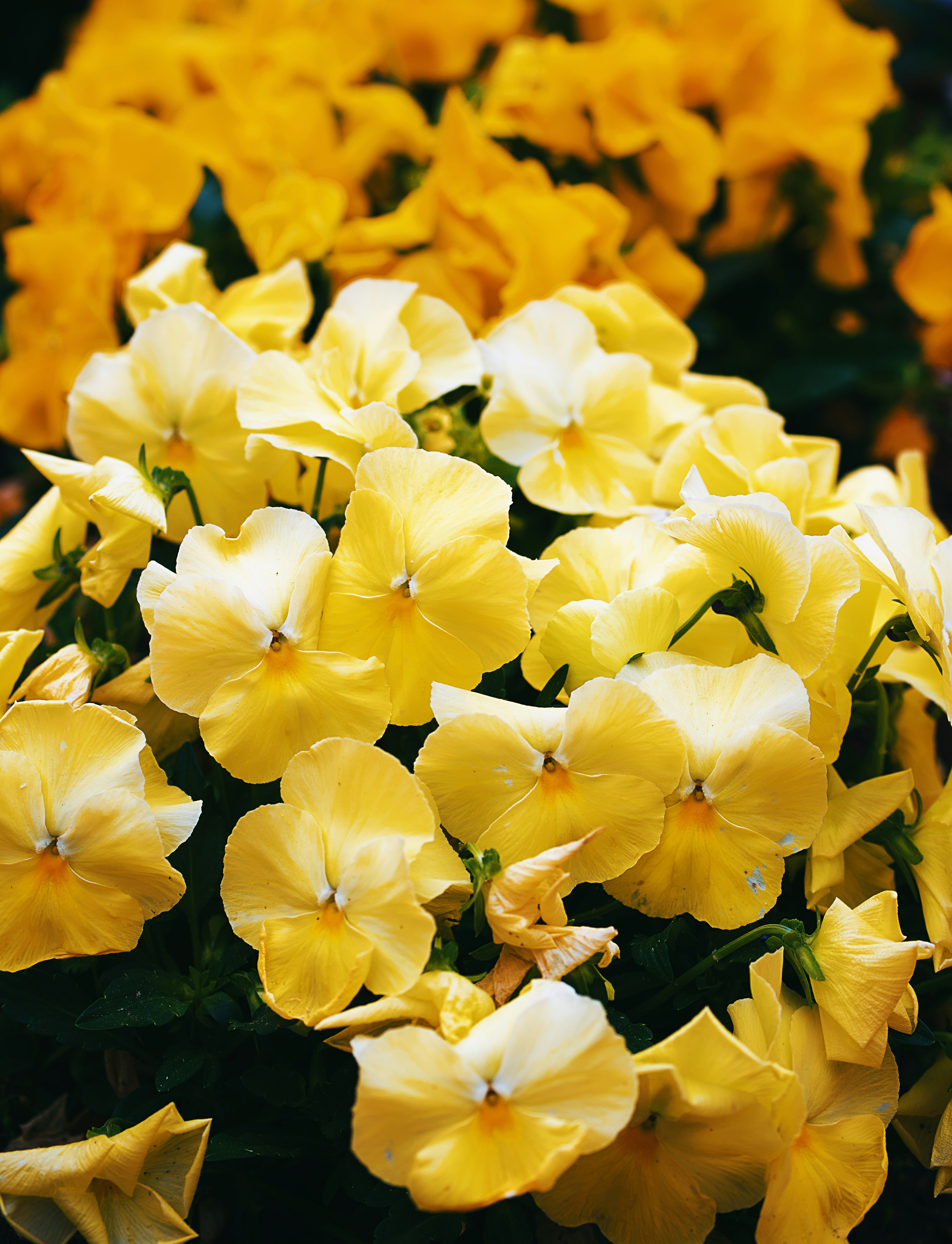 Photo by leiadakrozjhen