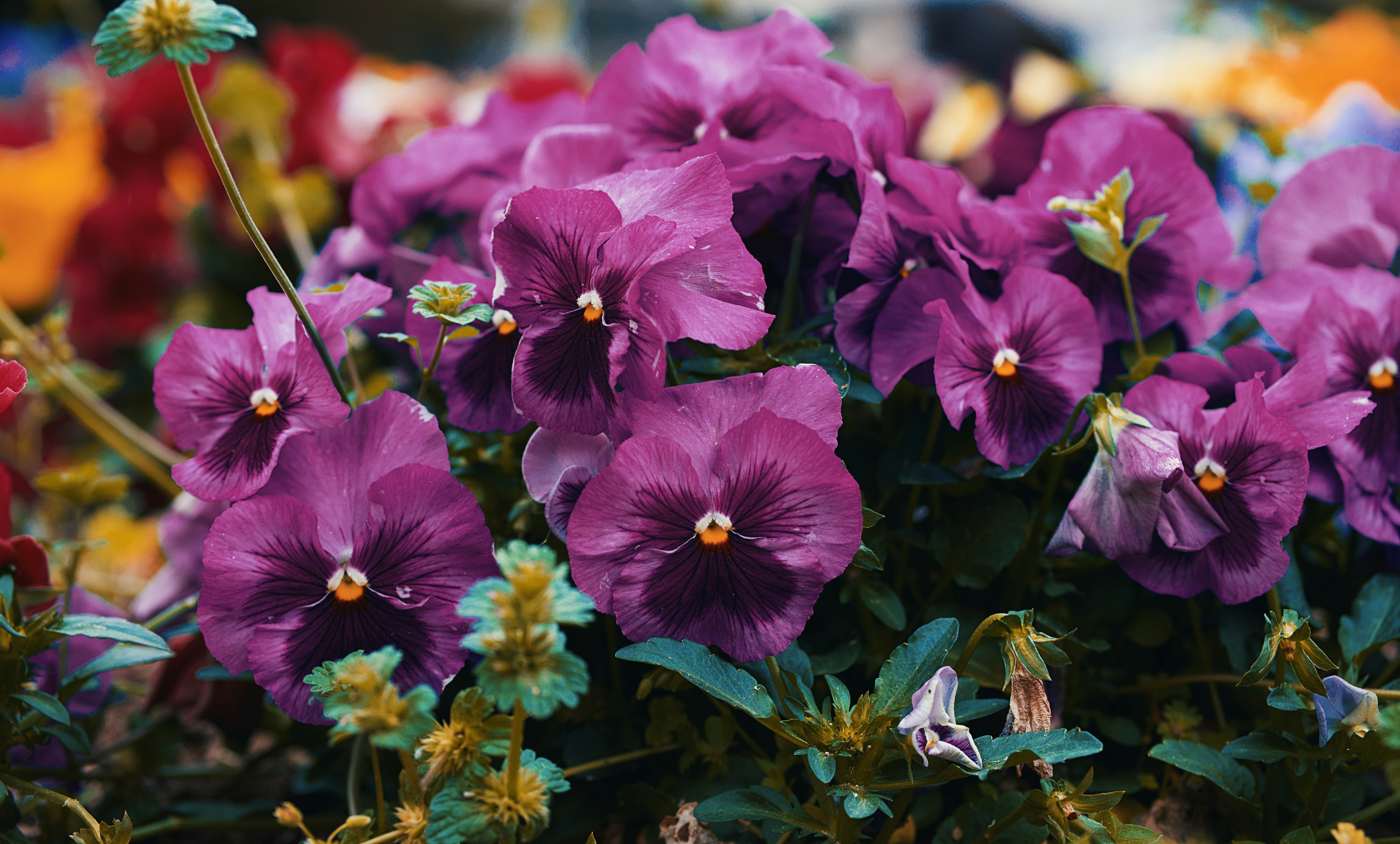 Photo by leiadakrozjhen