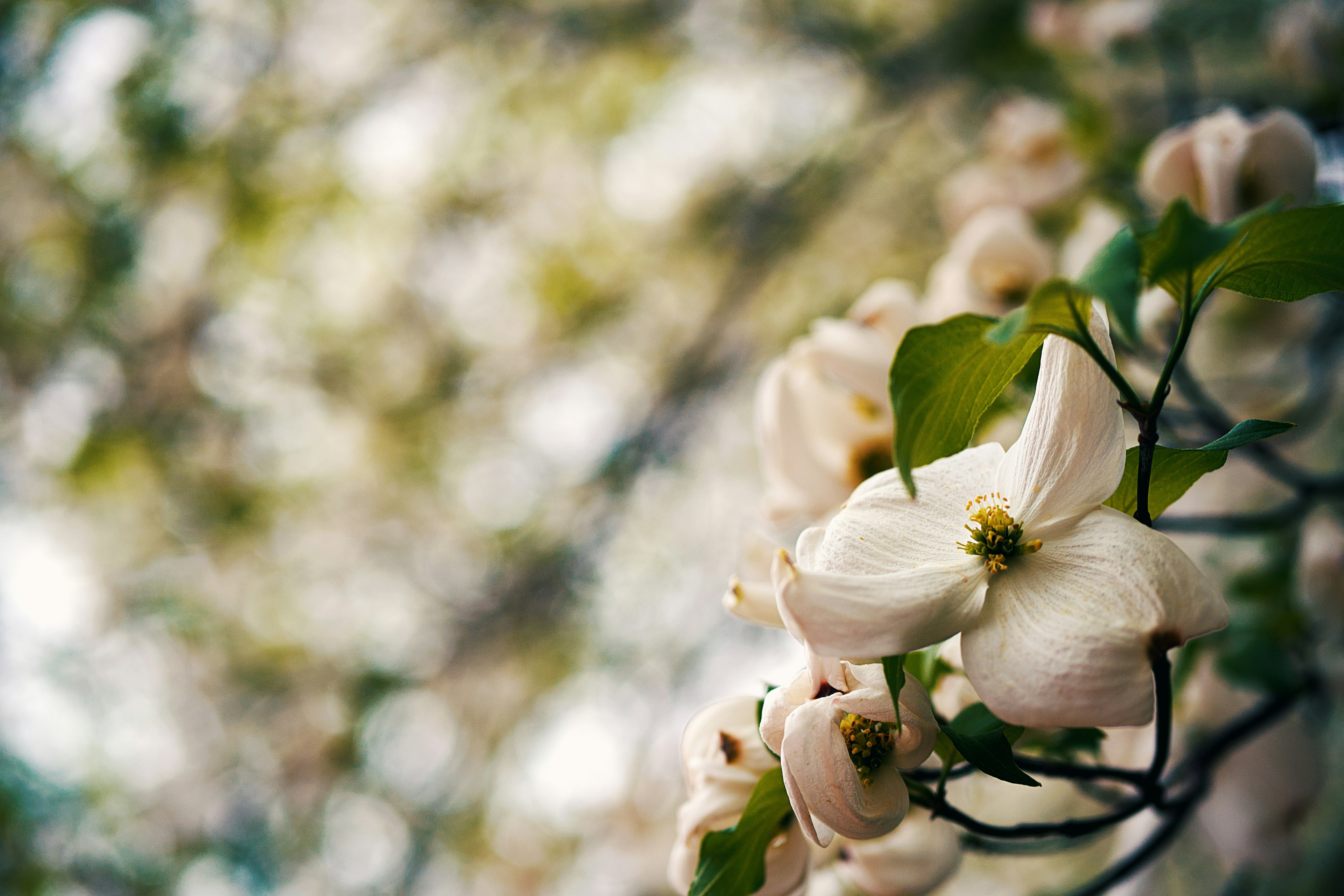 Photo by leiadakrozjhen