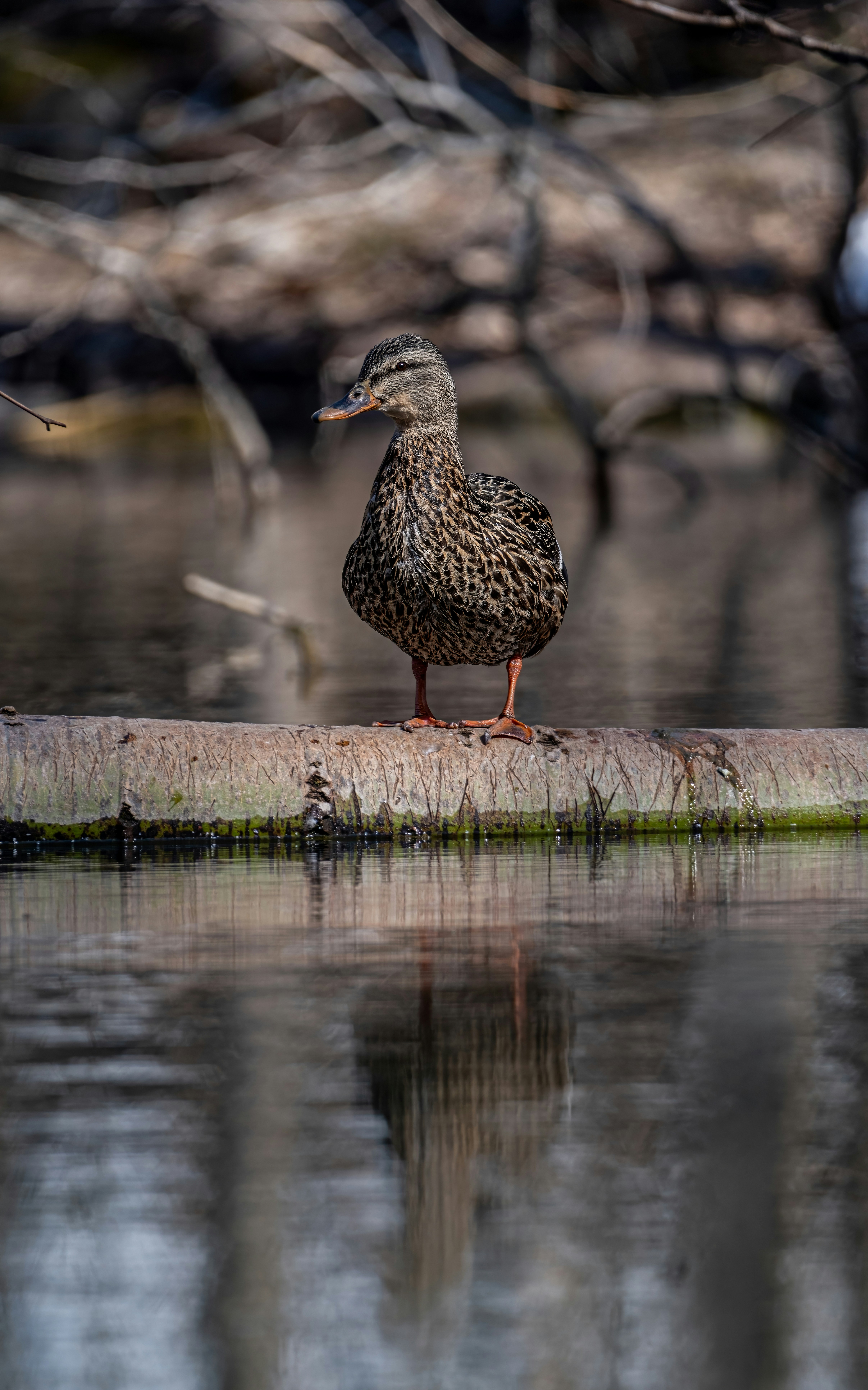 Photo by alexandredaoust