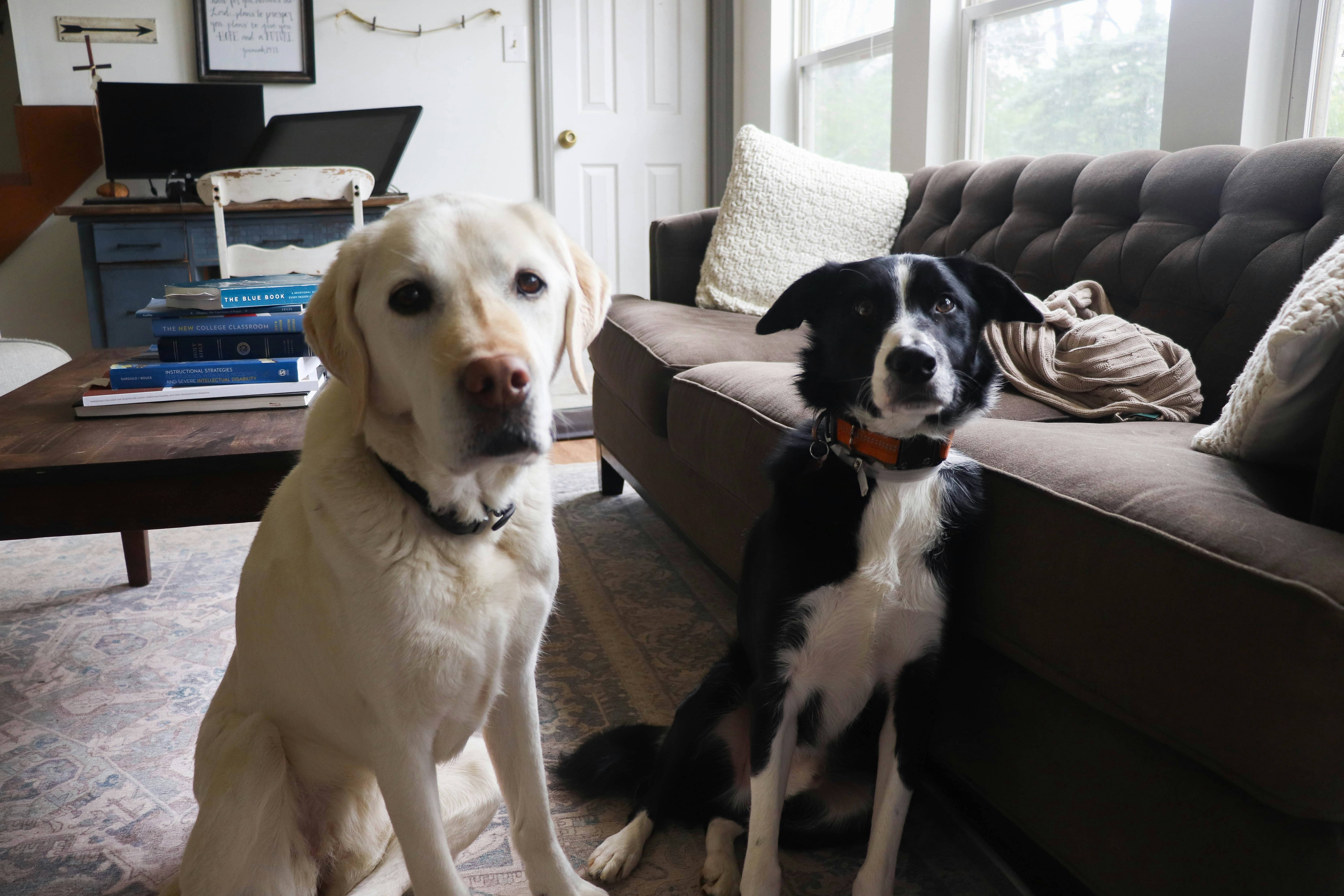 A yellow Labrador and a black and white dog sitting side by side in a cozy living room