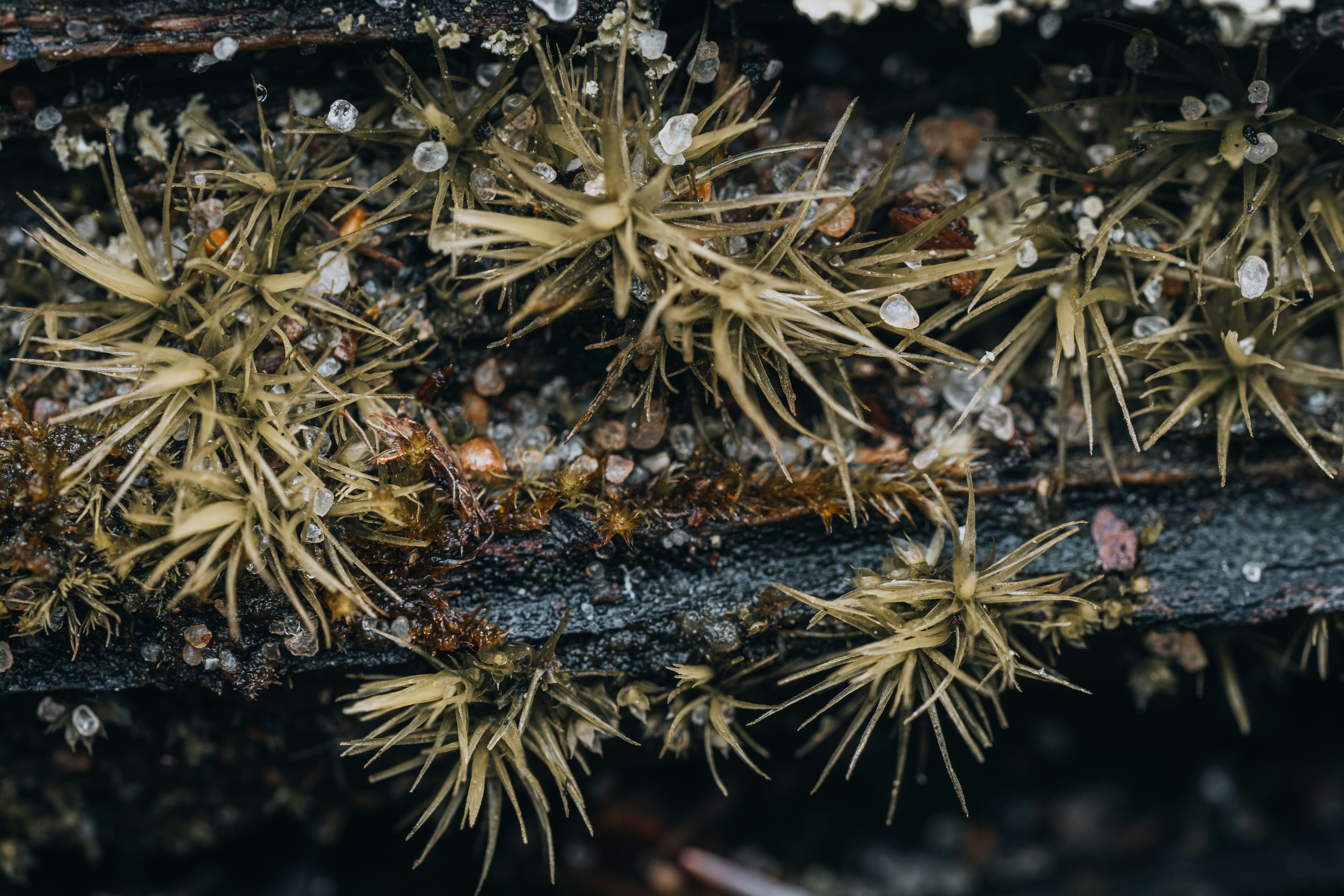 Photo by bugsandslugs