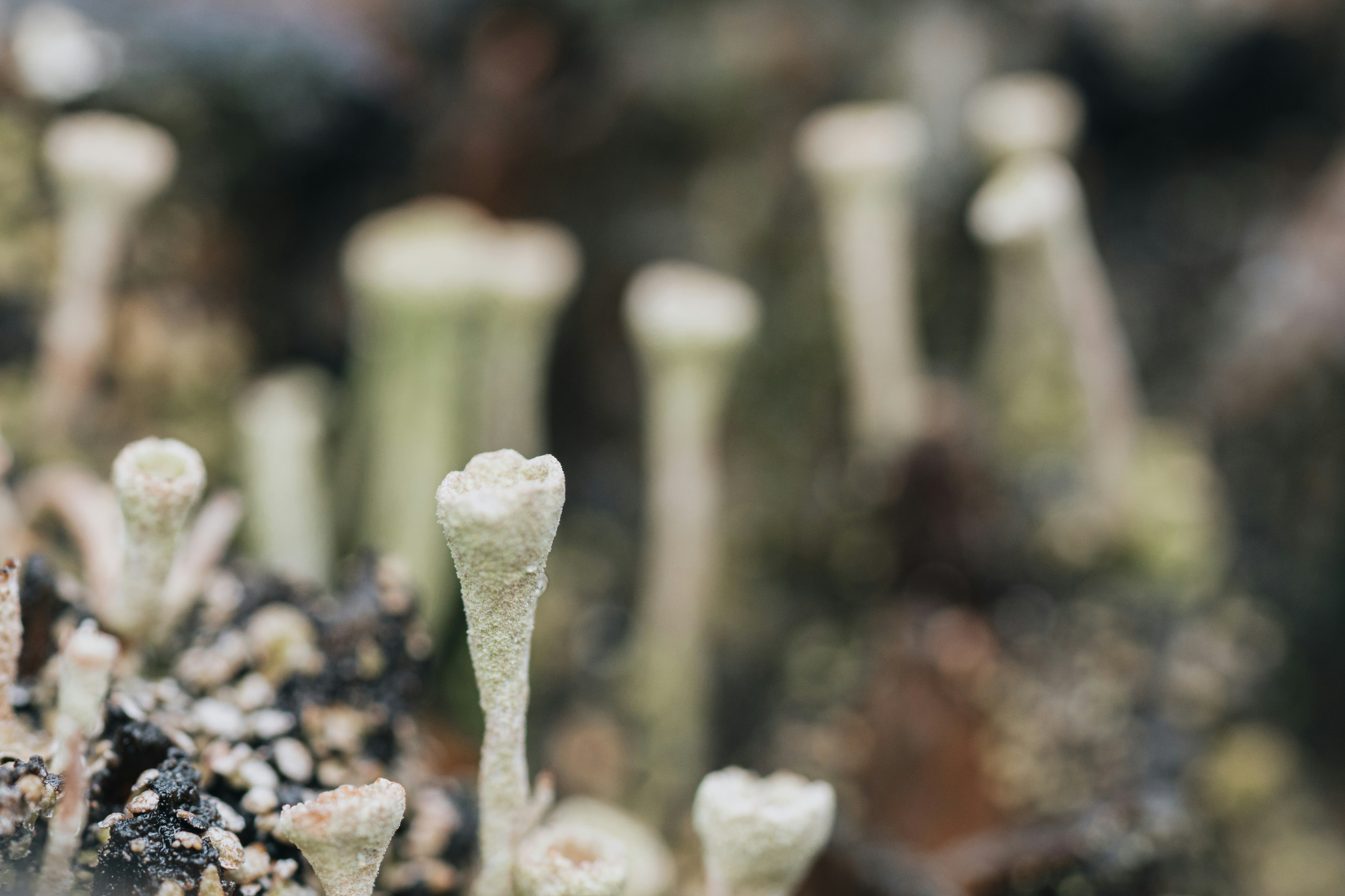 These are delicate cladonia lichen.