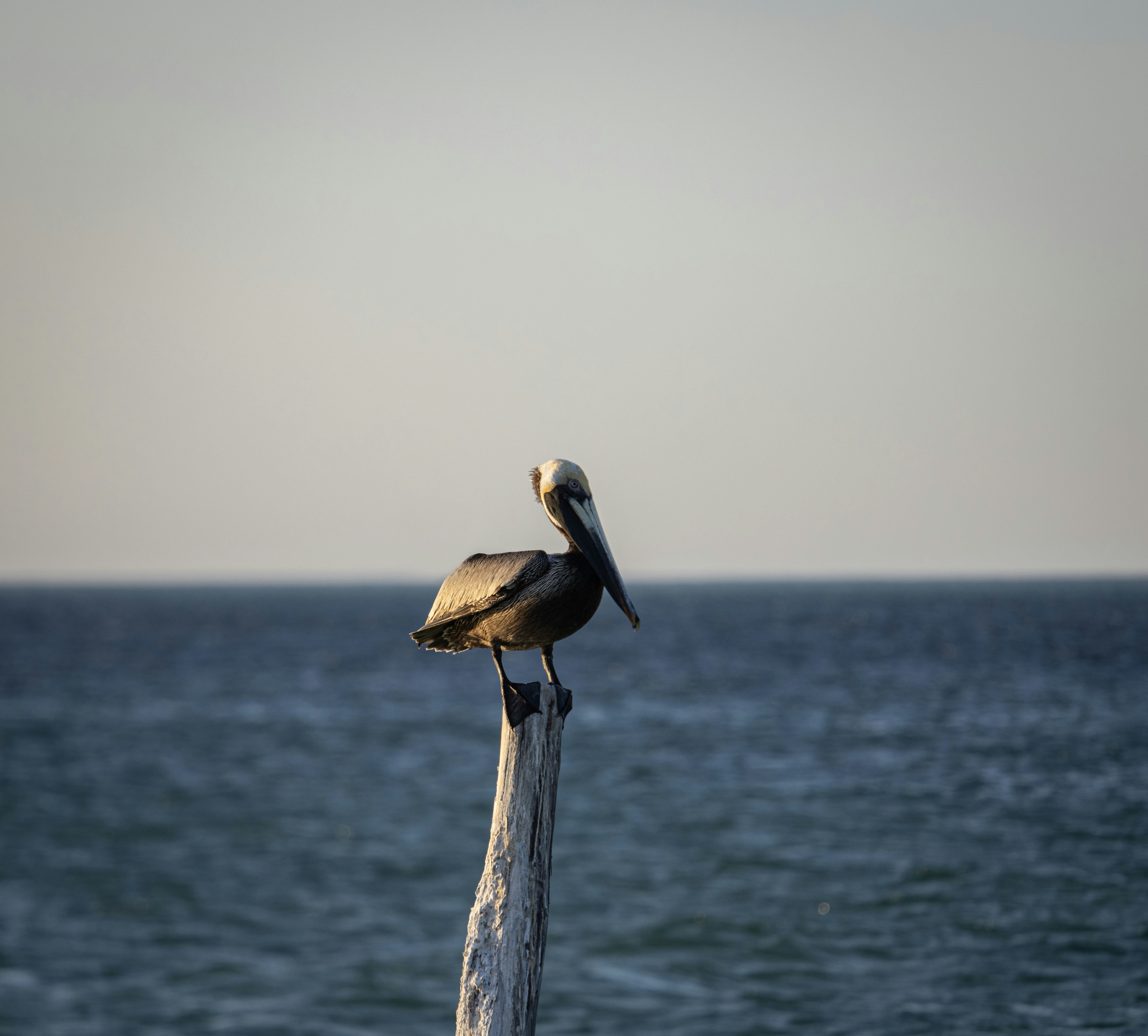 Photo by tigredemar
