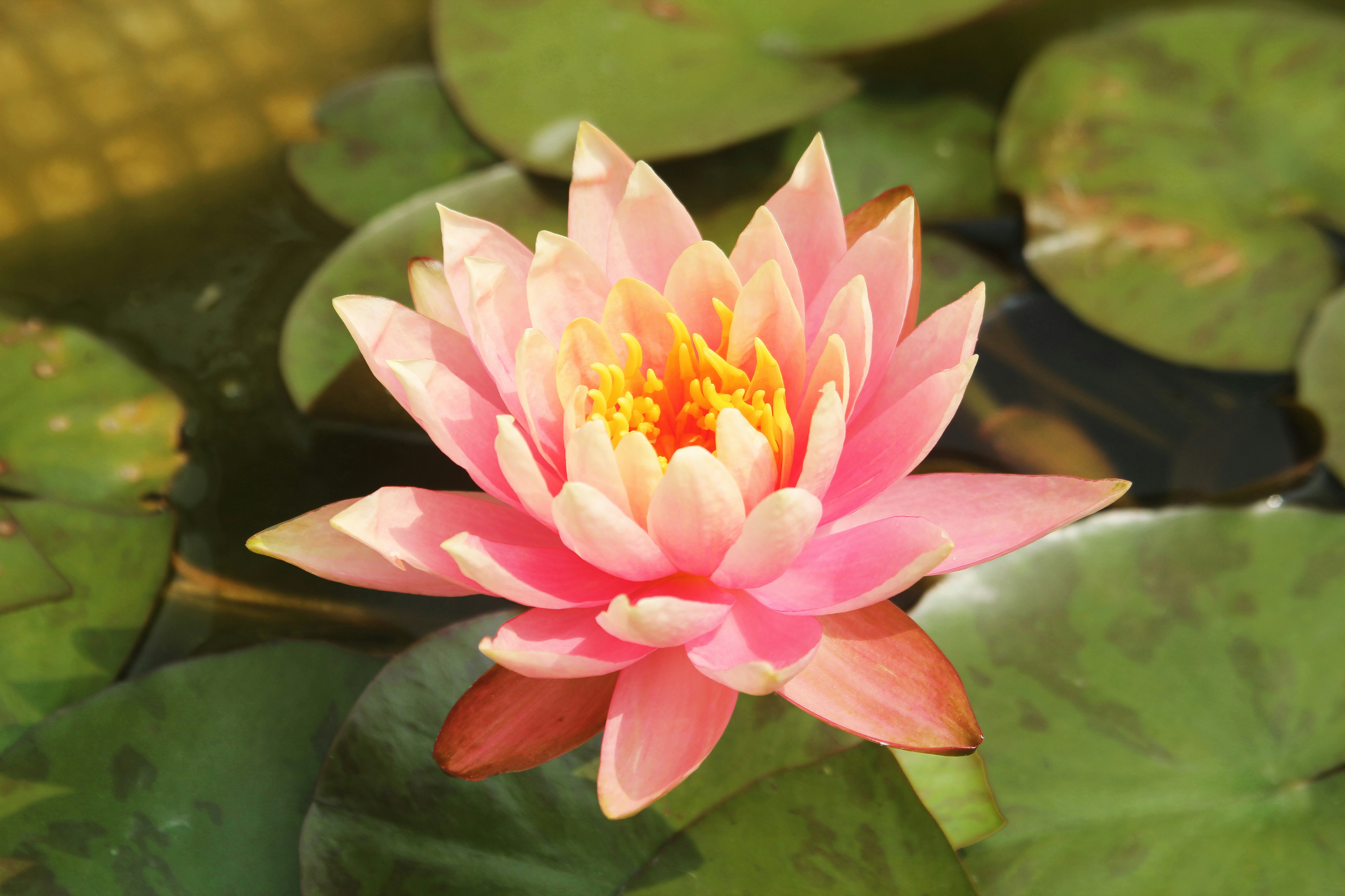 Photo by mirnawabisabi