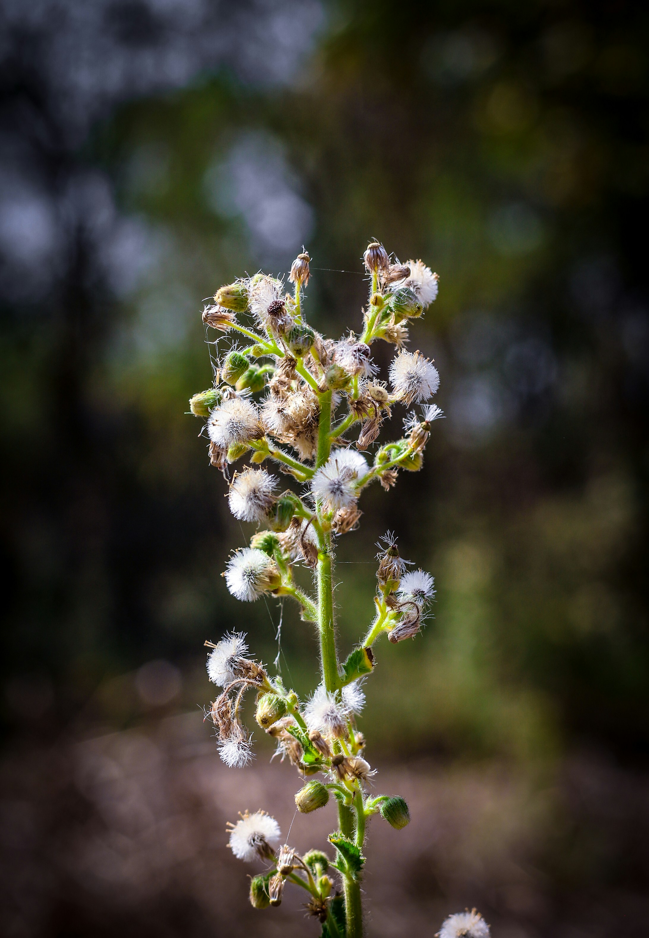 A plant with white, fluffy seed heads.