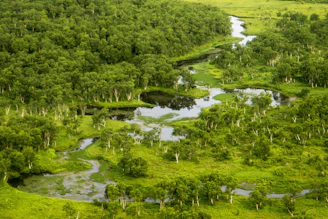 A lush green forest with a winding river.