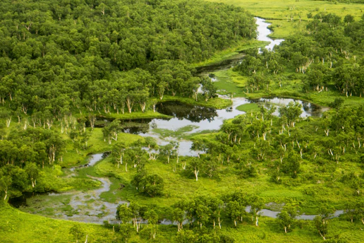 A lush green forest with a winding river.