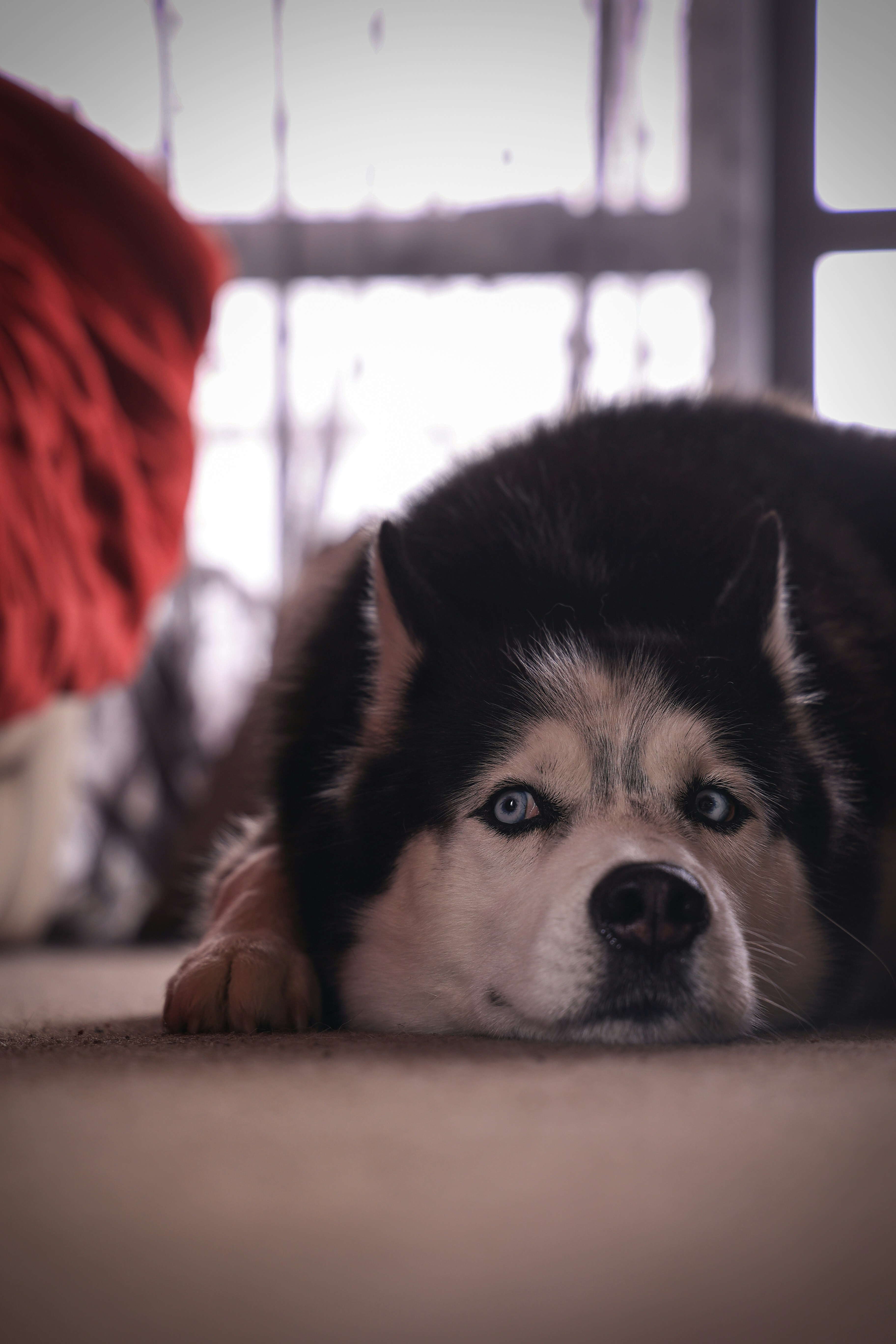 Photo by larisarunova