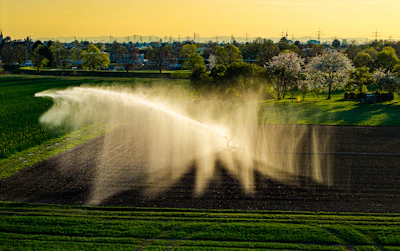 A field is being irrigated with sprinklers.