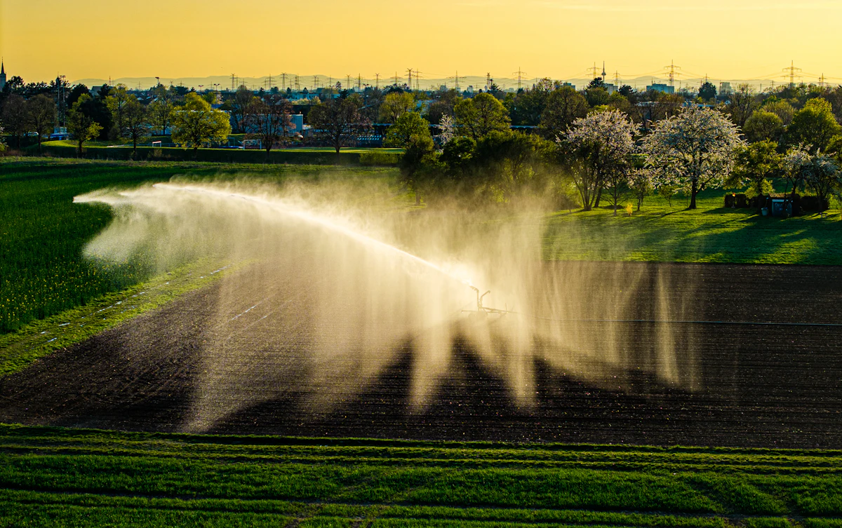 Sprinklers irrigating a green field
