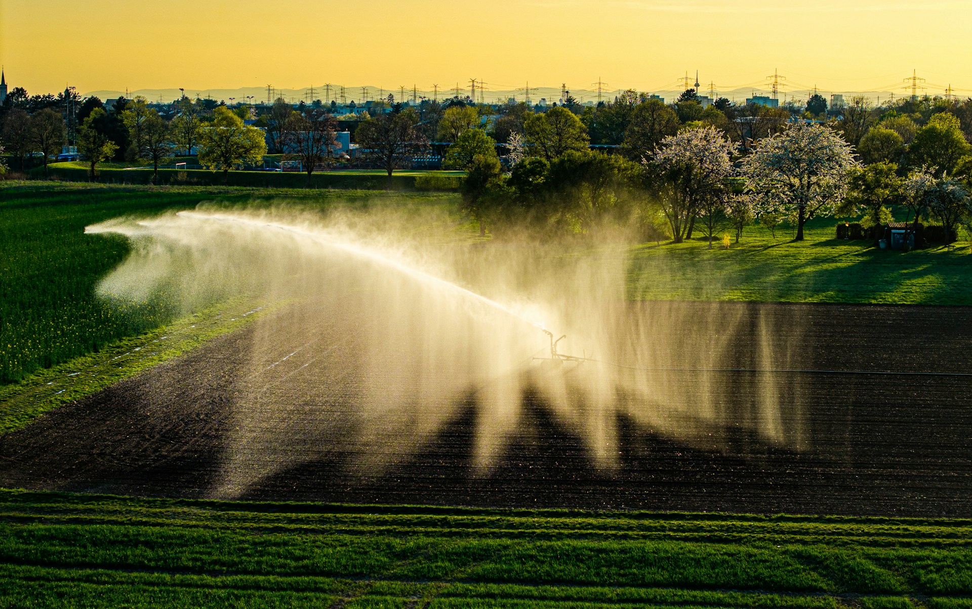 A field is being irrigated with sprinklers.
