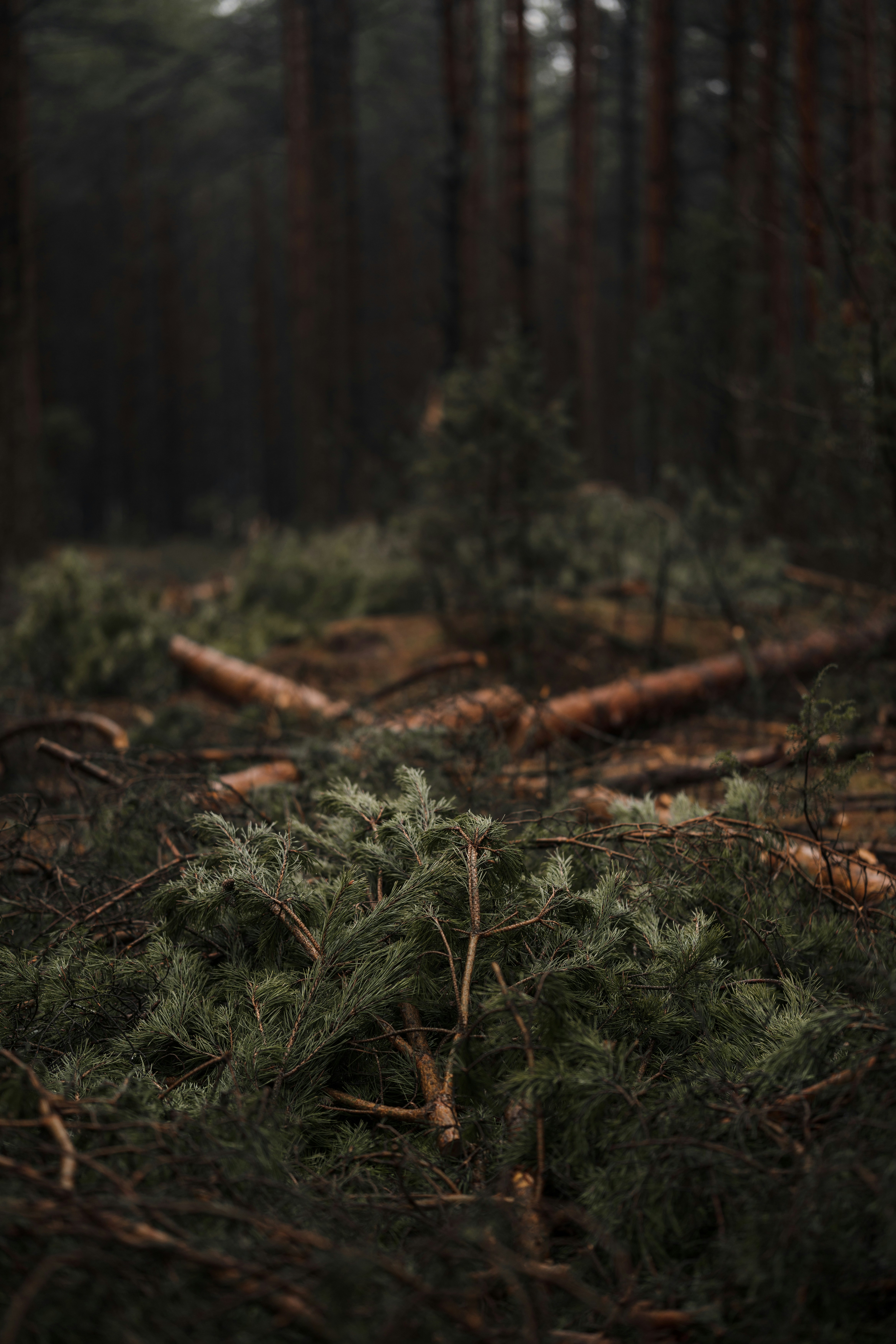 Photo by artstanulevich