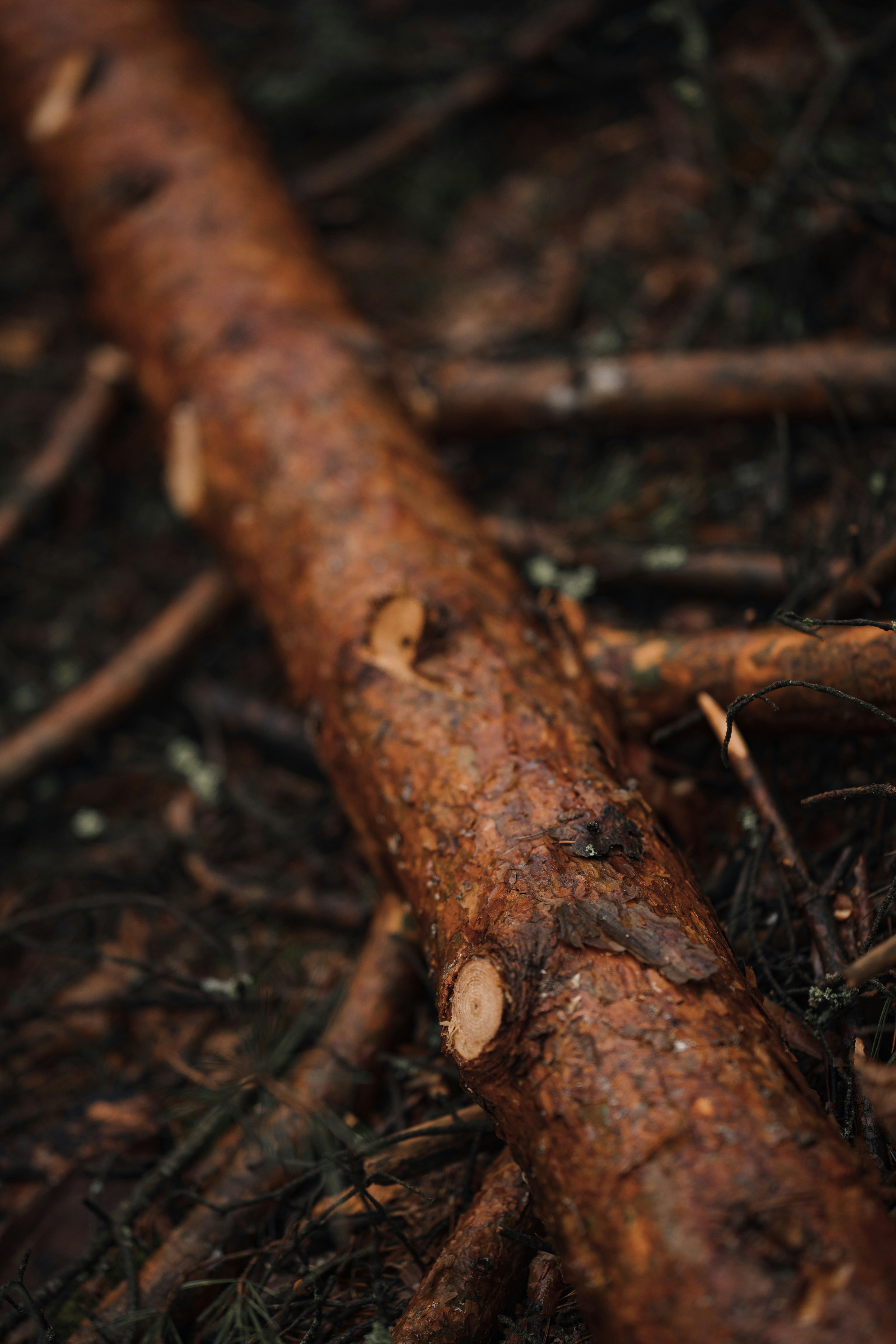 A fallen log lies in the forest.