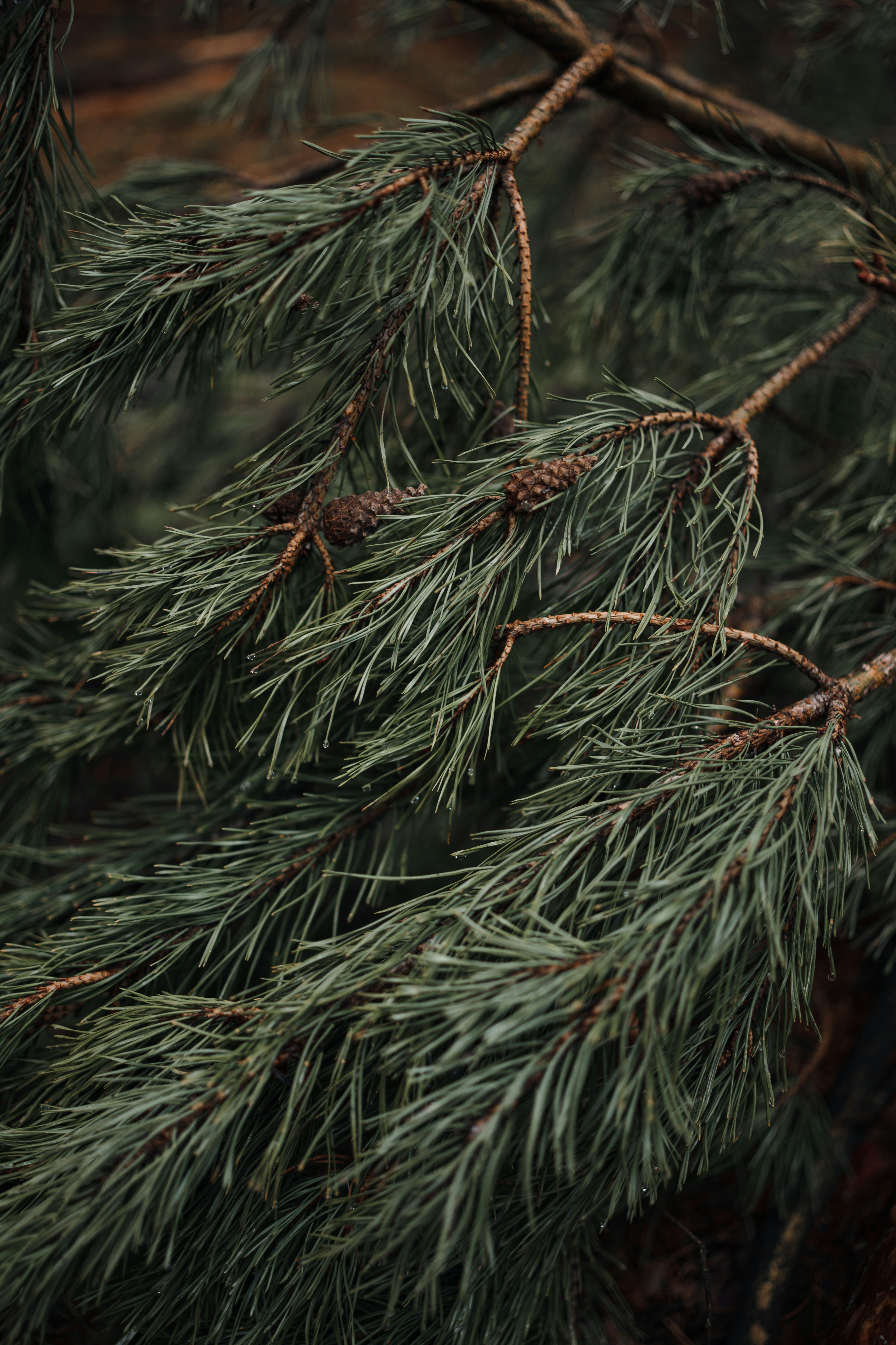 Photo by artstanulevich