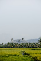 Green rice field with palm trees and a mountain.