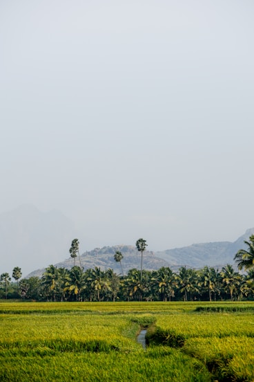 Green rice field with palm trees and a mountain.