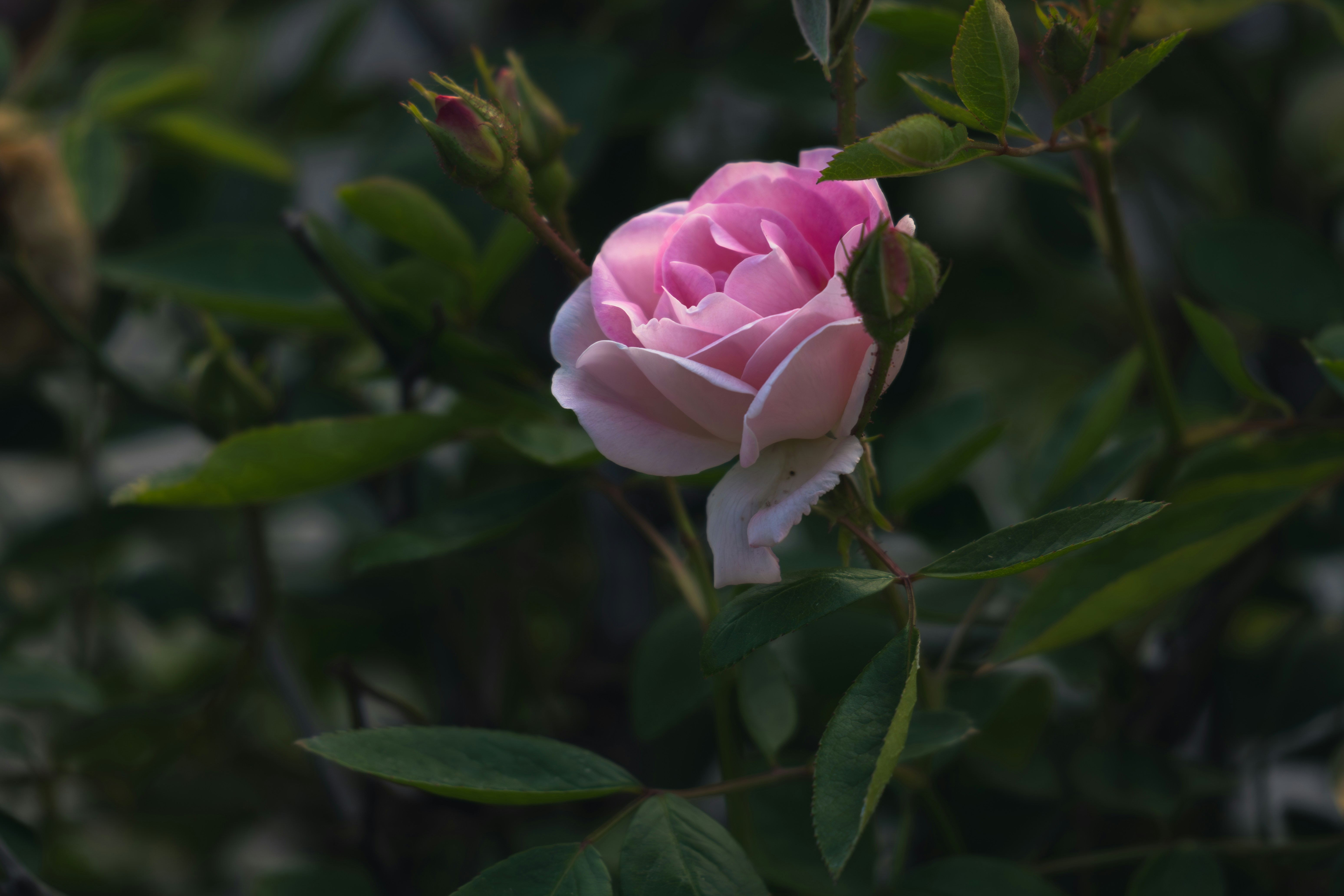 Photo by berserkdhanraj