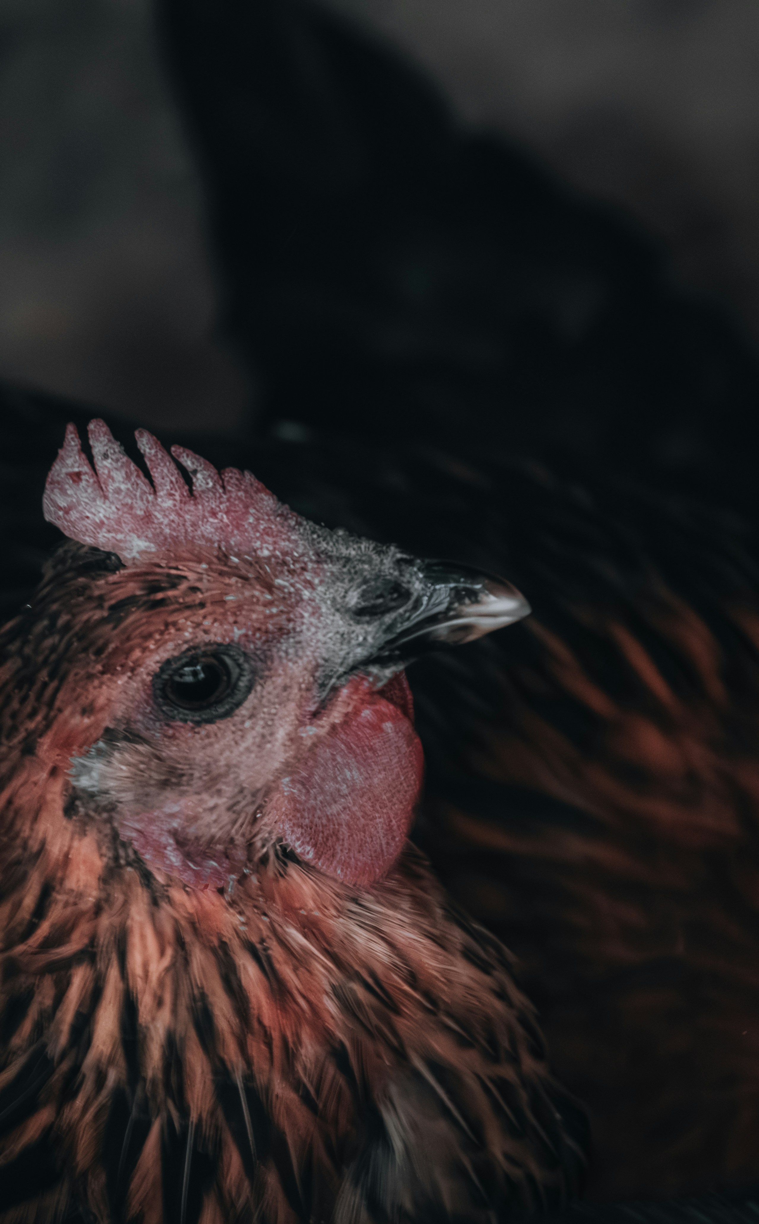 Photo by berserkdhanraj