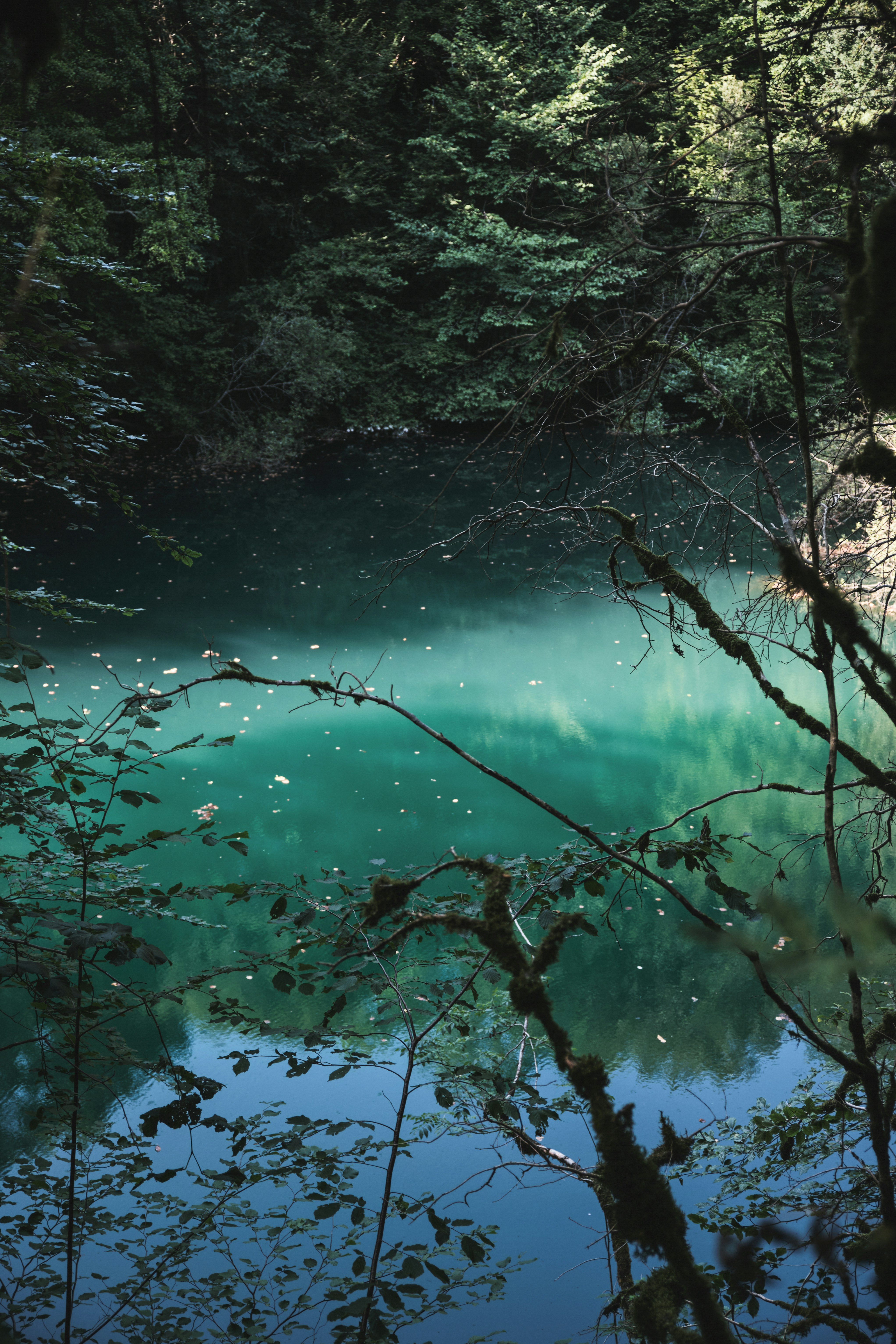Un lago tranquilo rodeado de frondosos árboles.