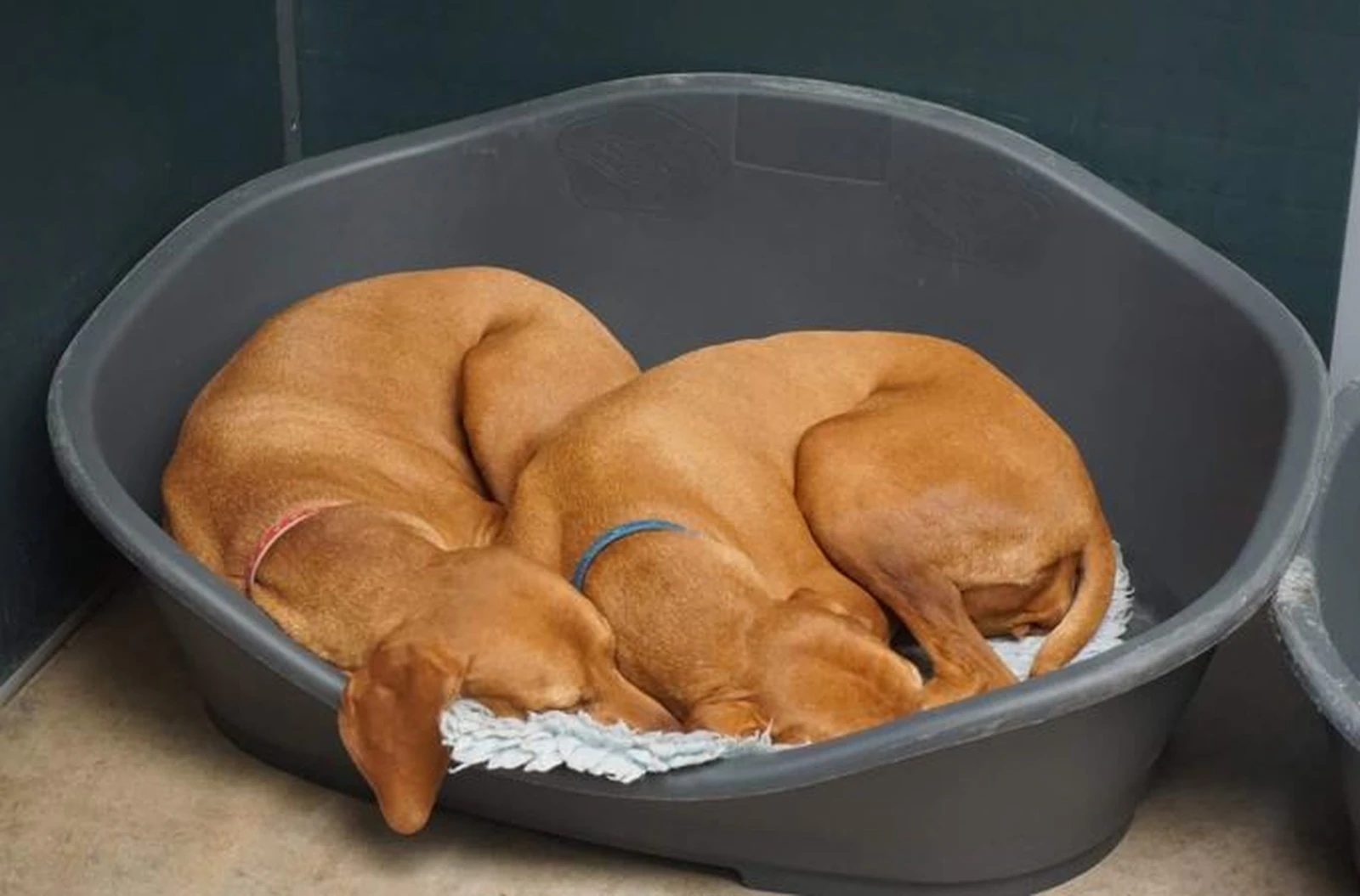 gửi chó mèo dịp tết đà nẵng