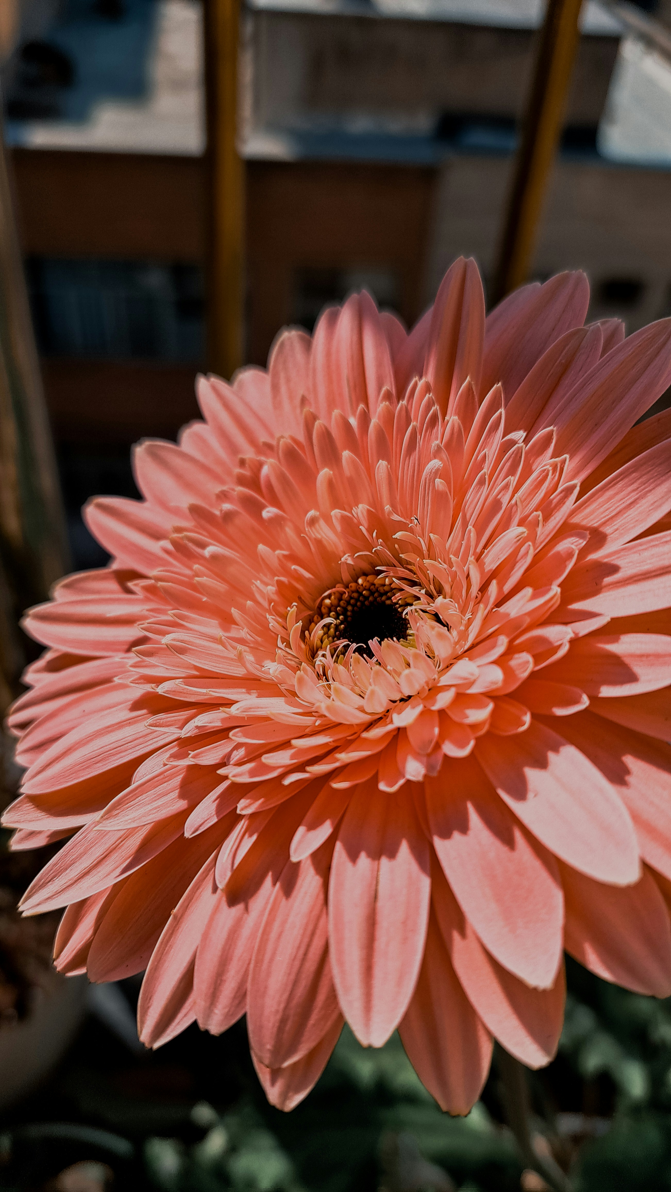 A beautiful pink flower in bloom.