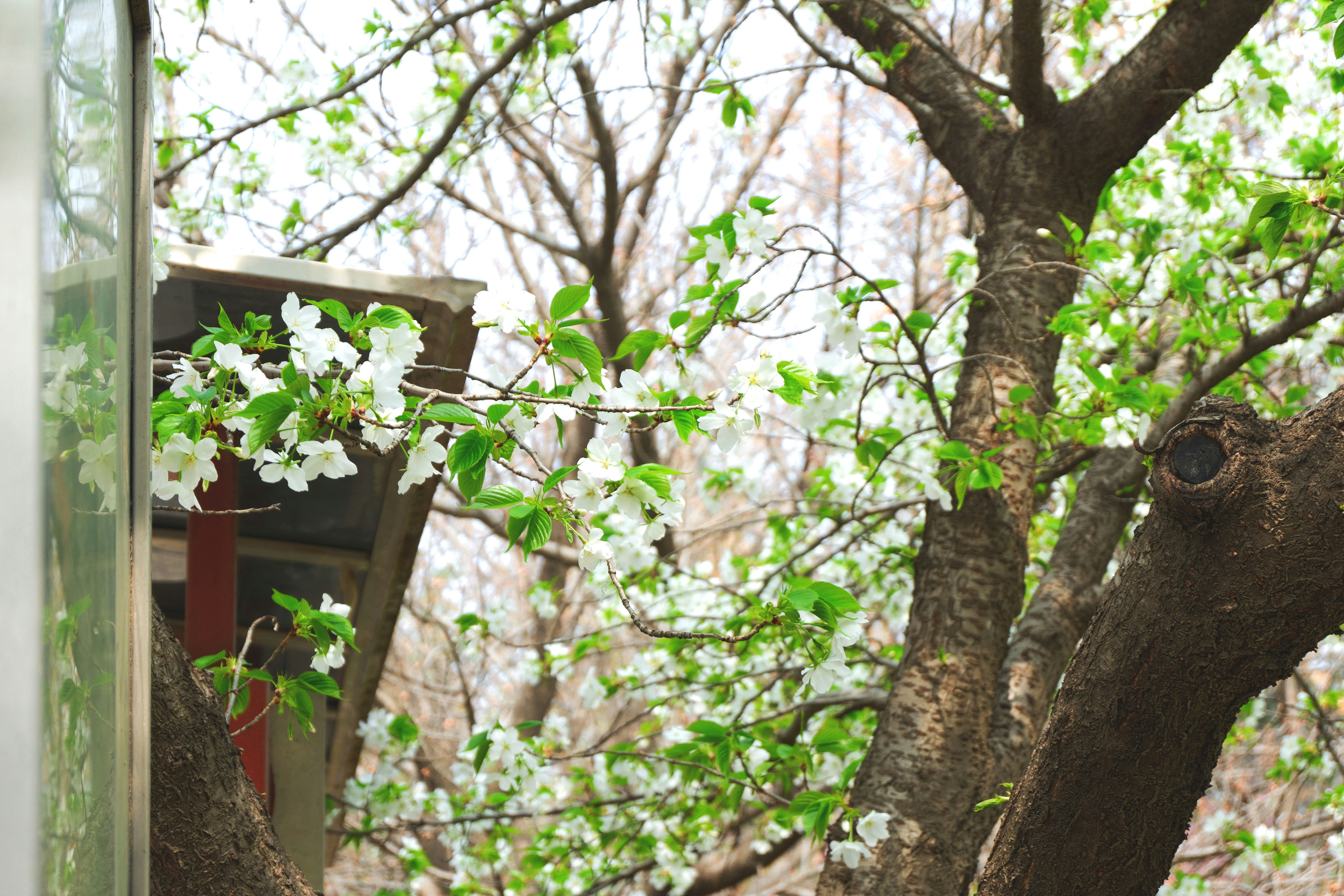 Blossoming tree with green and white flowers.