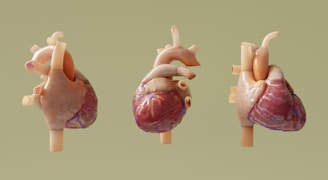 Three anatomical models of human hearts are shown.
